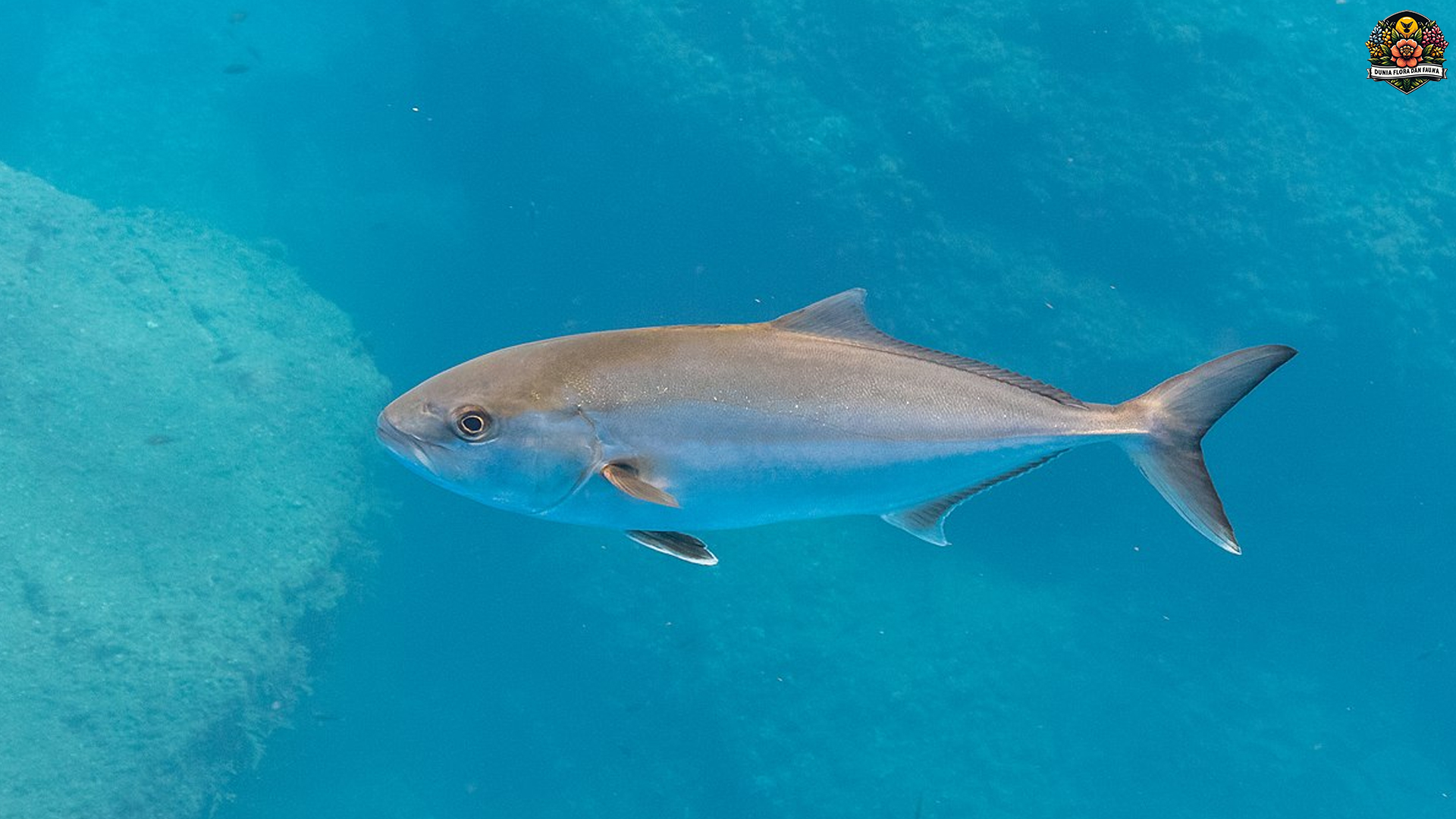 Ikan Kuwe Batu: Rahasia di Balik Keindahan dan Kekuatan Laut