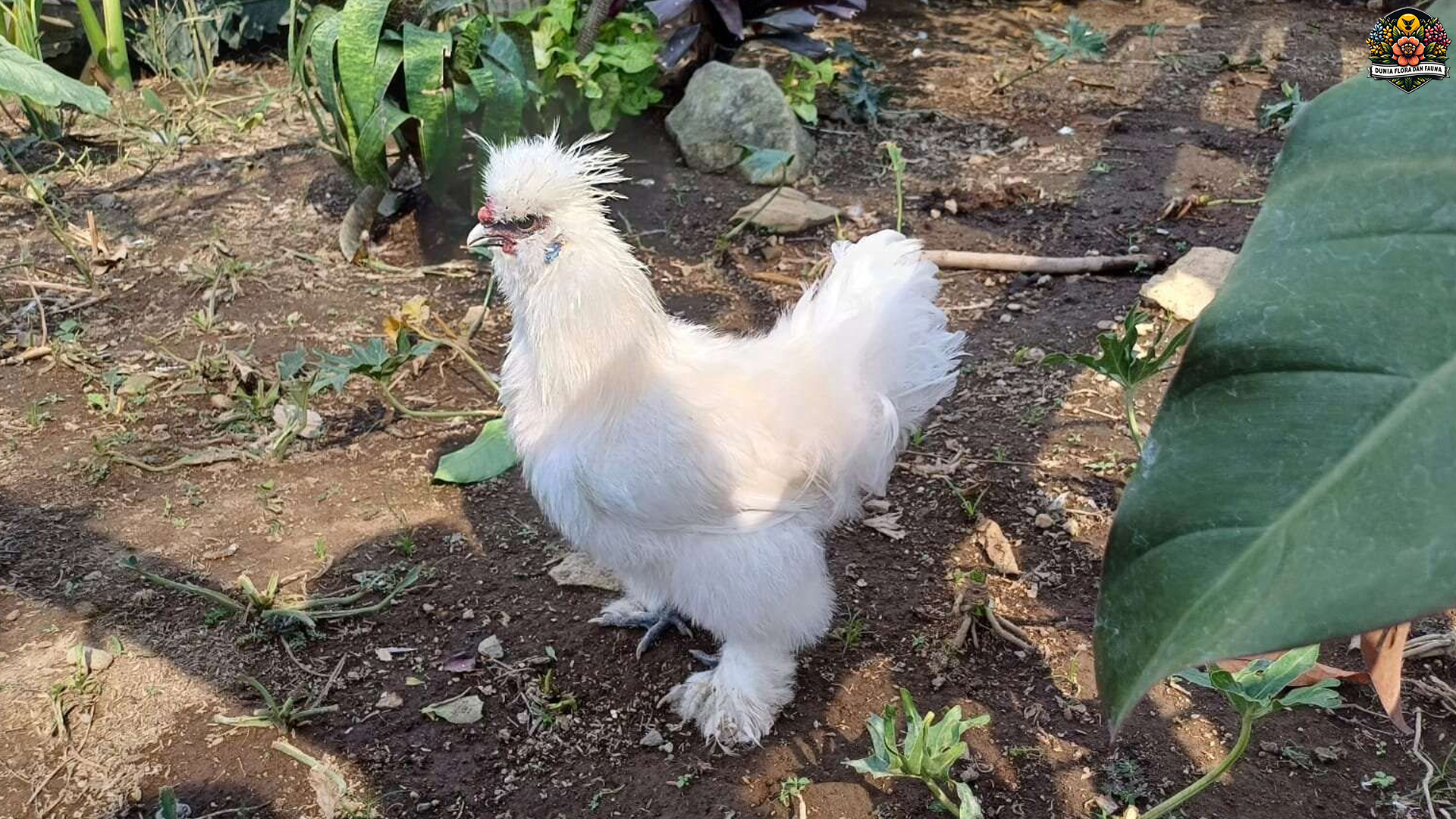 Ayam Kapas: Keindahan Unggas dengan Bulu Mirip Kapas