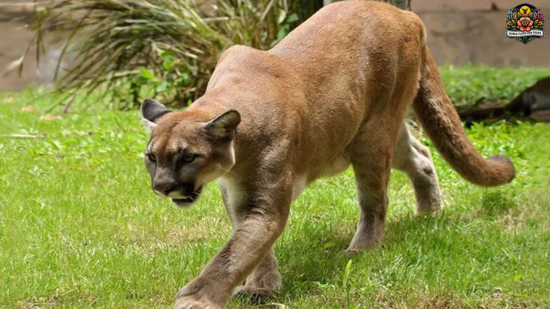 Misteri Panther: Mengungkap Kehidupan Sang Pemburu Hutan