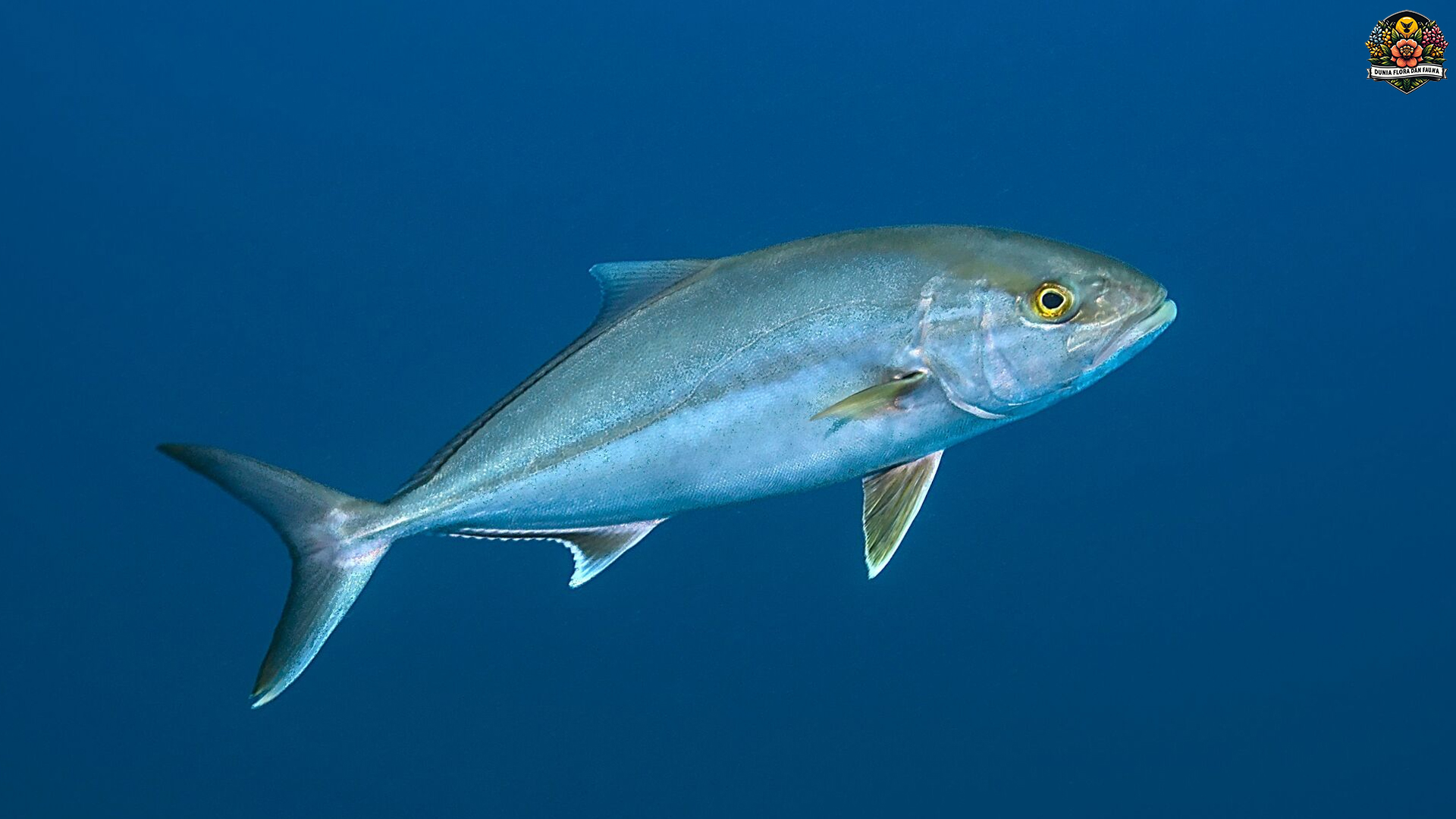 Ikan Kuwe Batu: Rahasia di Balik Keindahan dan Kekuatan Laut