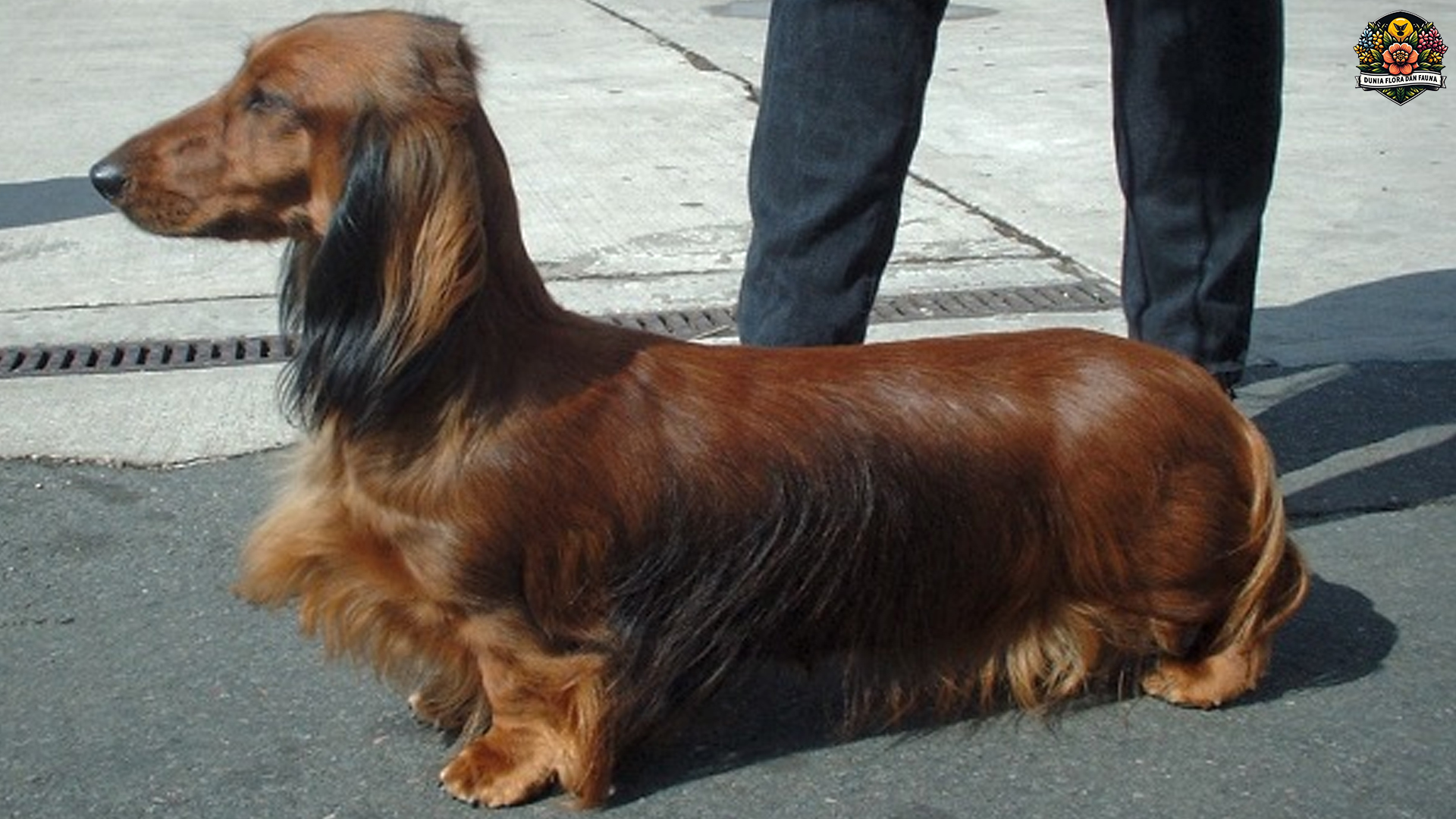 Mengenal Anjing Tekel: Si Kecil dengan Kepribadian Besar