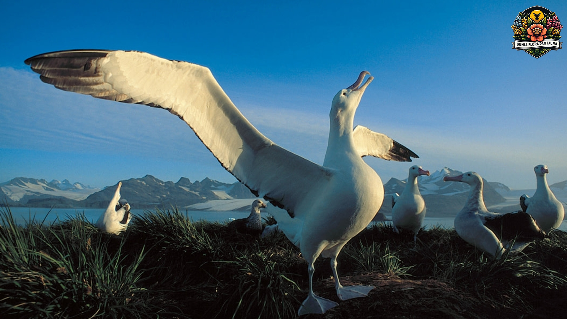 Albatros: Burung dengan Rentang Sayap Terpanjang di Dunia