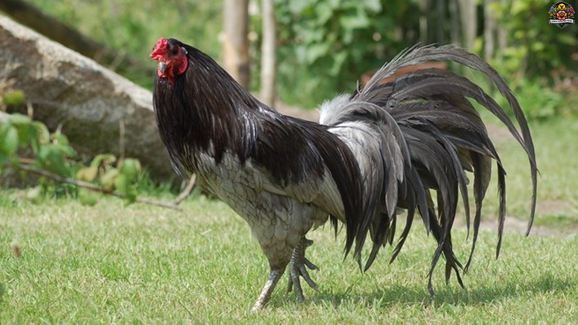 Ayam Sumatra: Antara Legenda dan Keunggulan Fisiknya