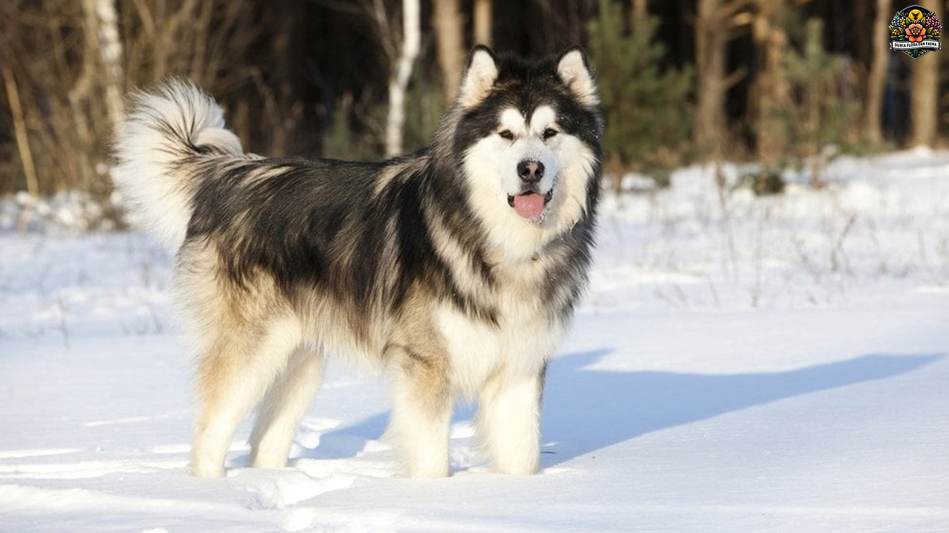 Malamut Alaska: Anjing Cantik dengan Kepribadian yang Kuat