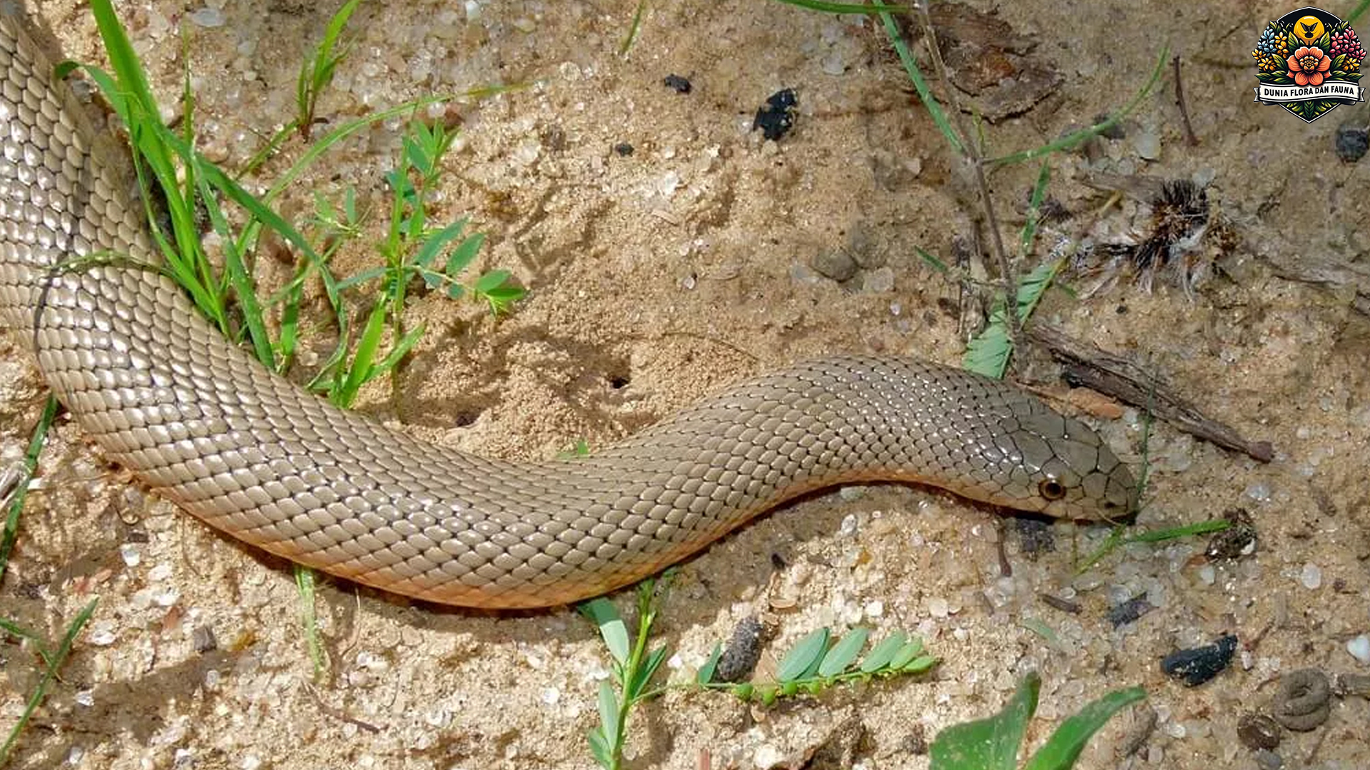Pseudaspis cana: Menyusuri Kehidupan Ular Misterius dari Afrika