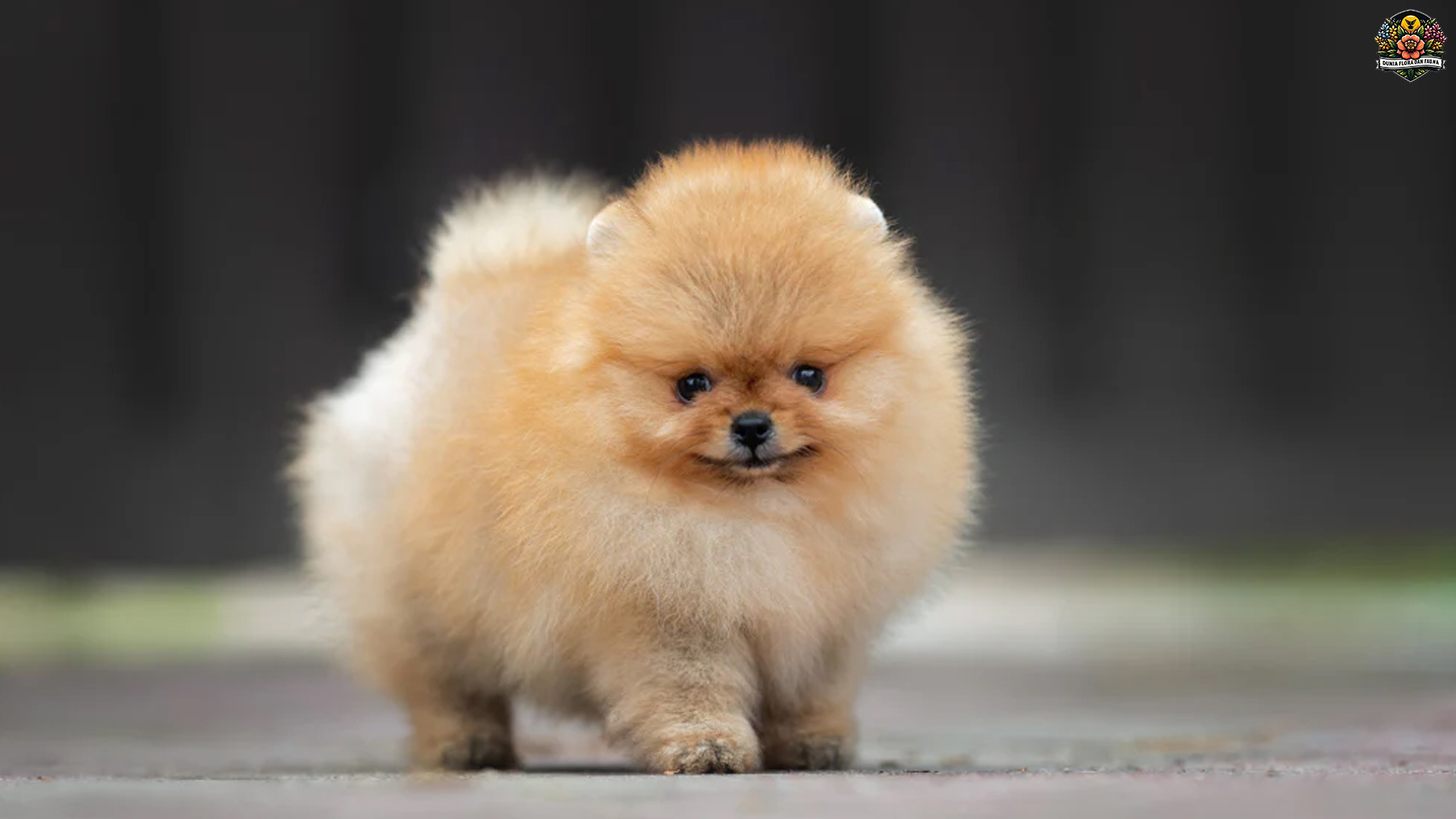 Pomerania: Mengenal Lebih Dekat Anjing Mini Penuh Pesona