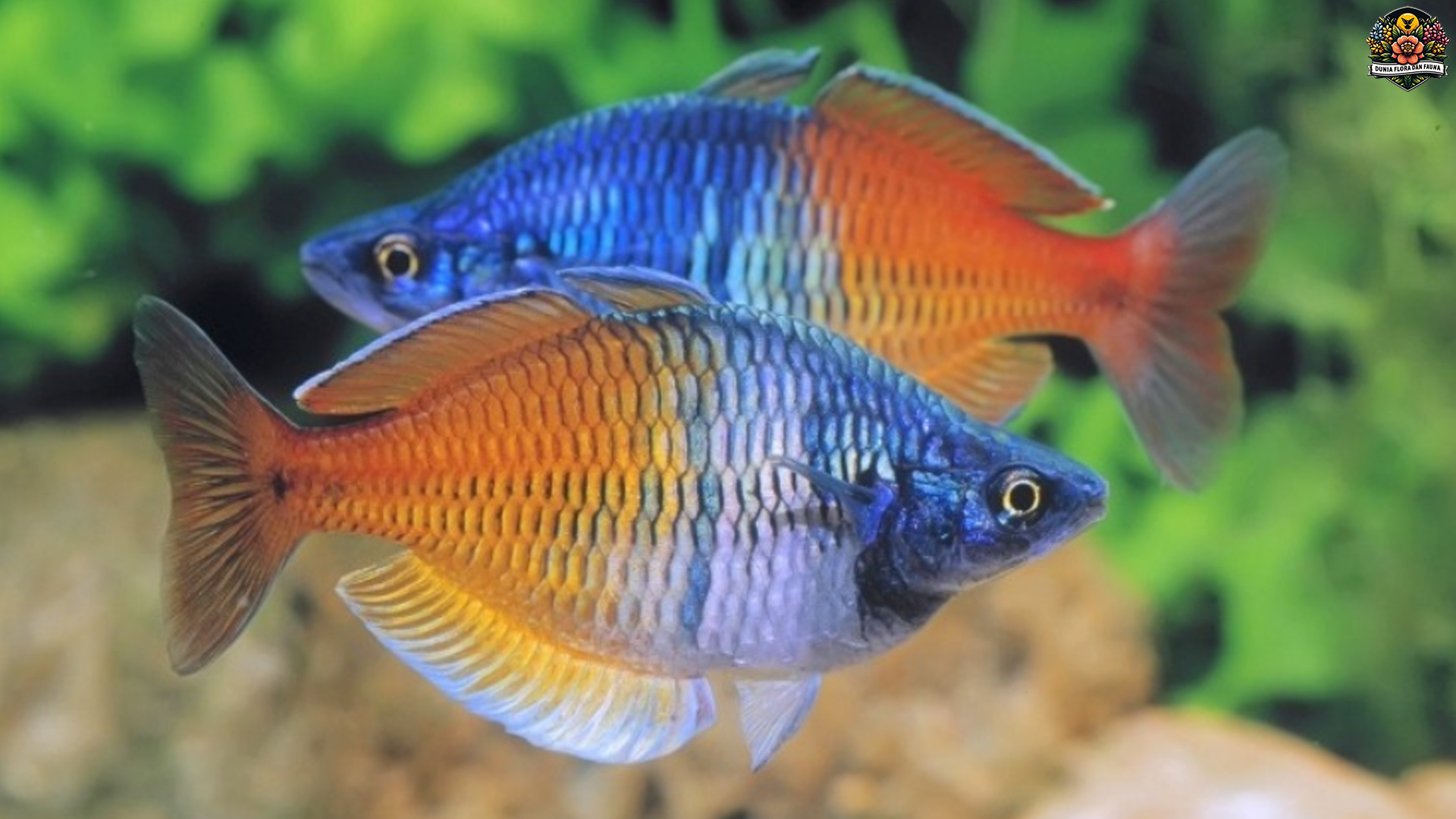 Fakta Menarik tentang Ikan Pelangi yang Harus Kamu Ketahui