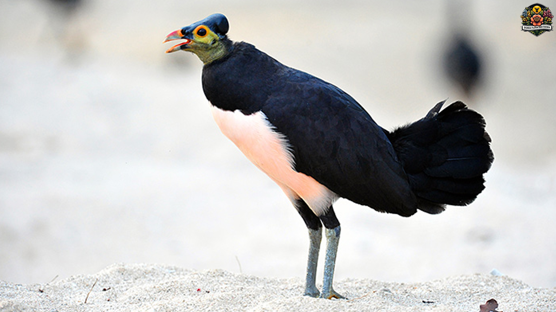 Eksplorasi Habitat Burung Maleo Senkawor di Alam Liar Indonesia