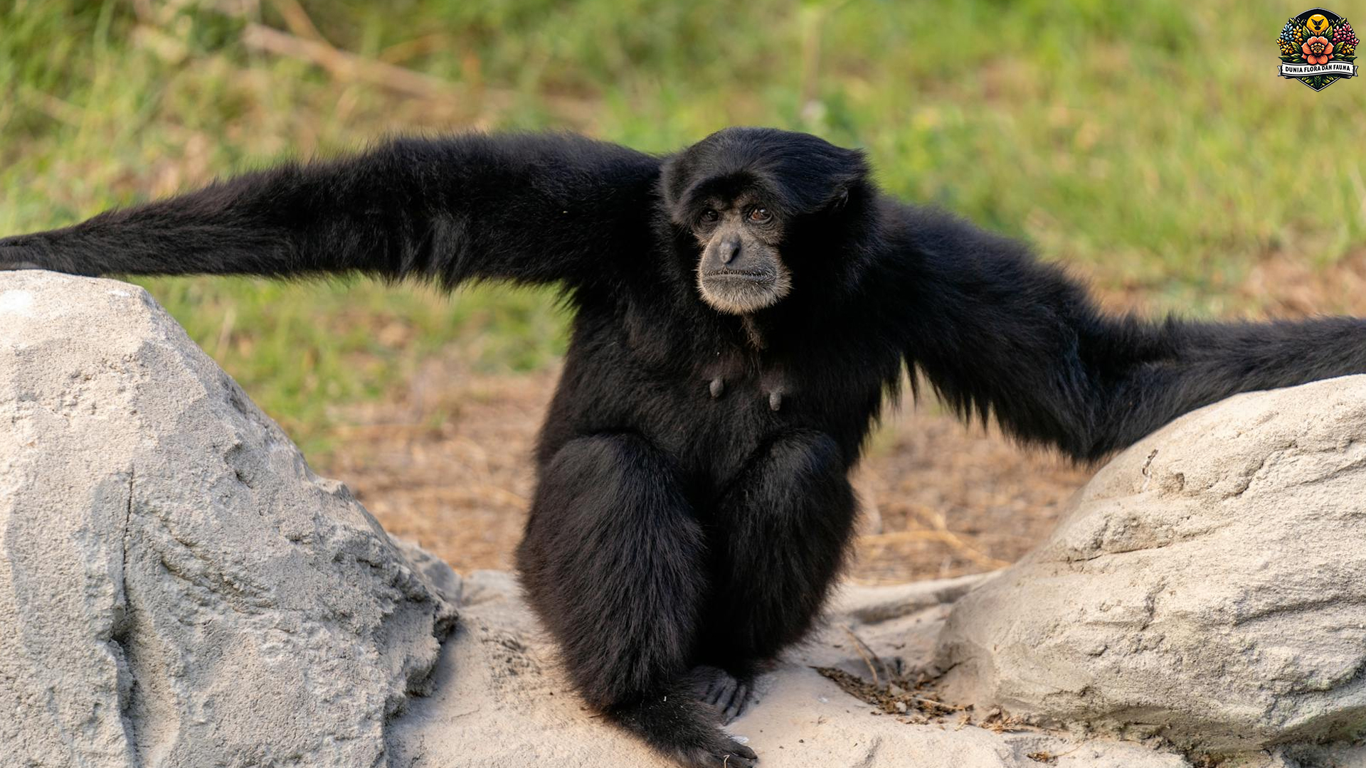Keajaiban Alam: Menyelami Kehidupan Siamang di Sumatera