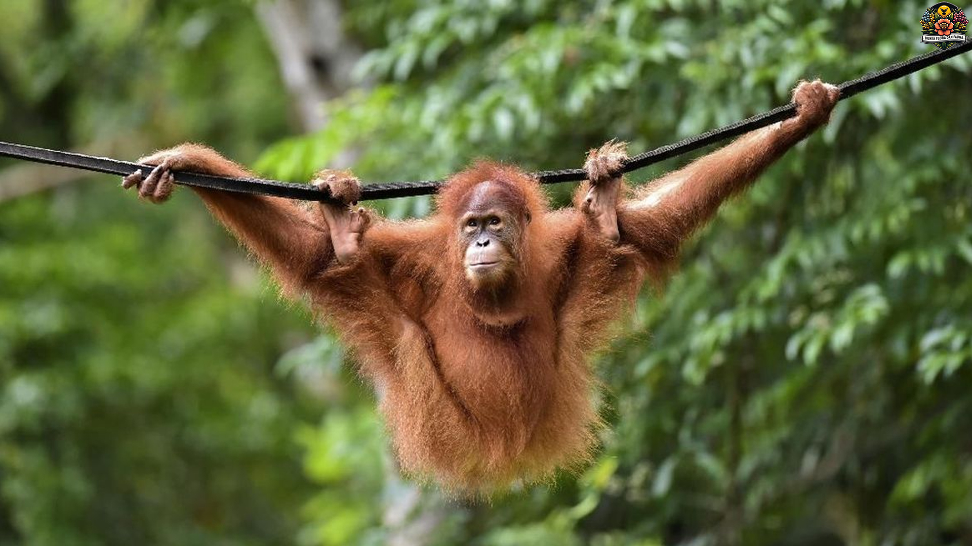 Orangutan Kalimantan: Raja Hutan yang Kehilangan Rumahnya