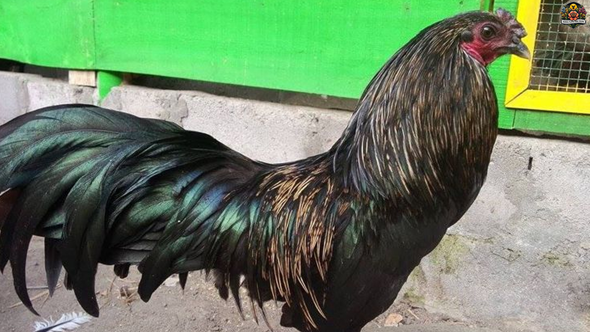 Ayam Sumatra: Antara Legenda dan Keunggulan Fisiknya