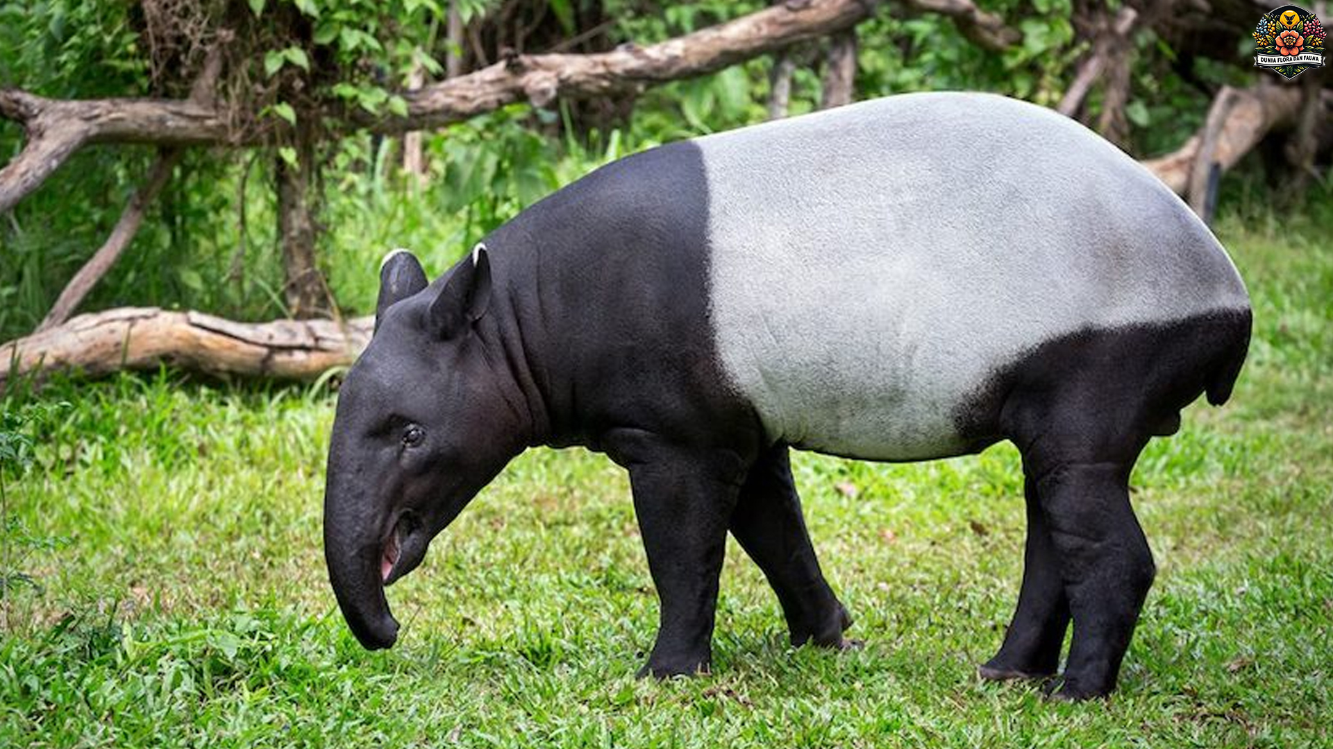 Mengenal Tapir: Satwa Langka yang Memikat di Alam Liar