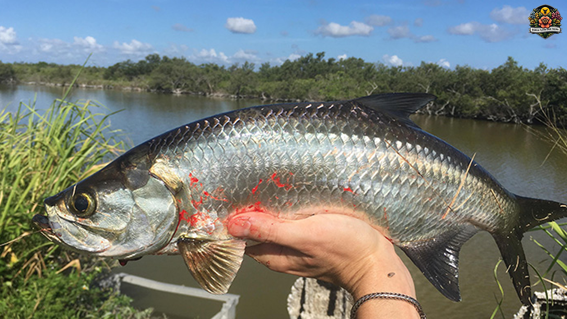 Eksplorasi Dunia Ikan Tarpon: Raksasa Laut yang Mengagumkan