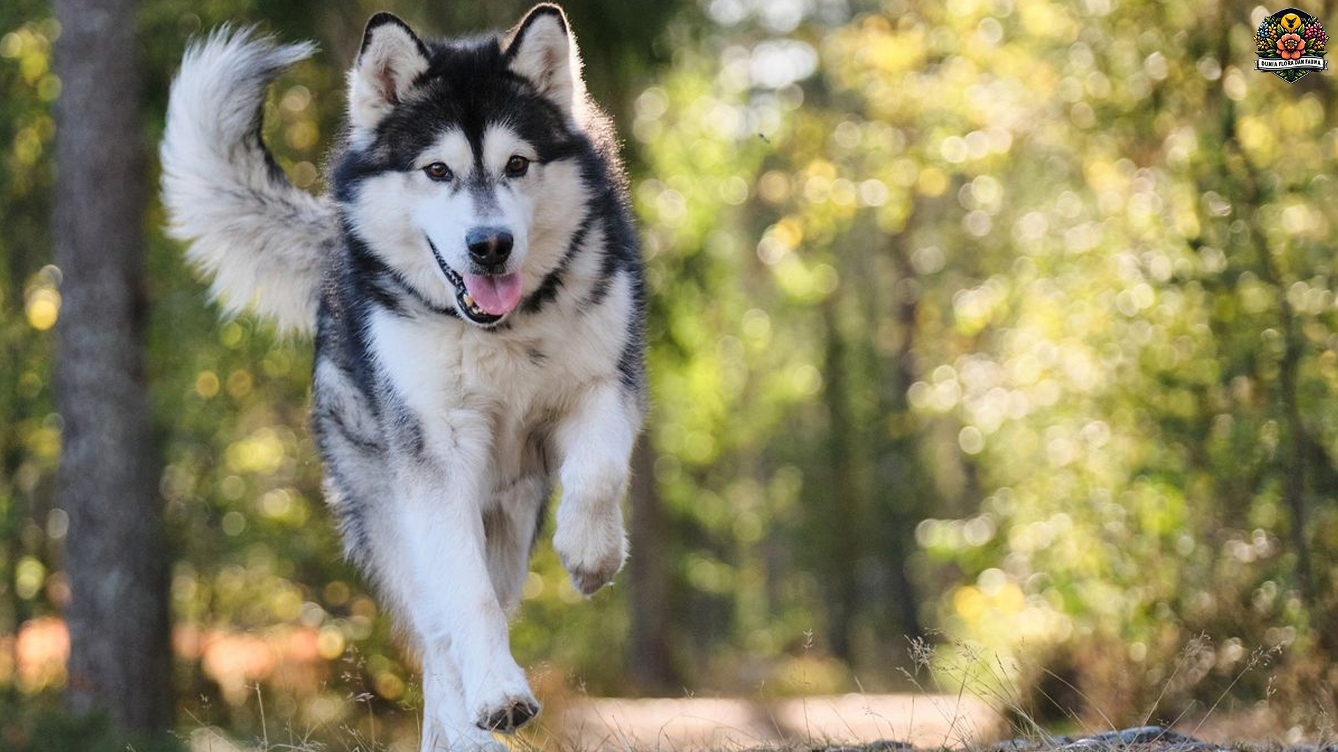 Malamut Alaska: Anjing Cantik dengan Kepribadian yang Kuat