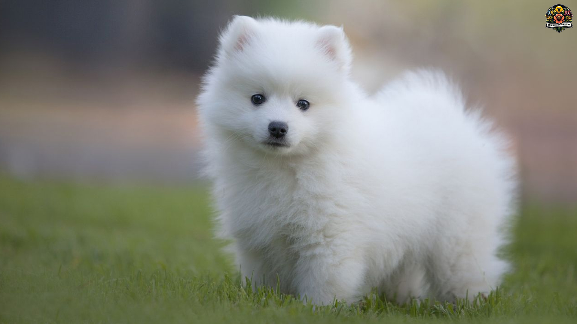 Pomerania: Mengenal Lebih Dekat Anjing Mini Penuh Pesona