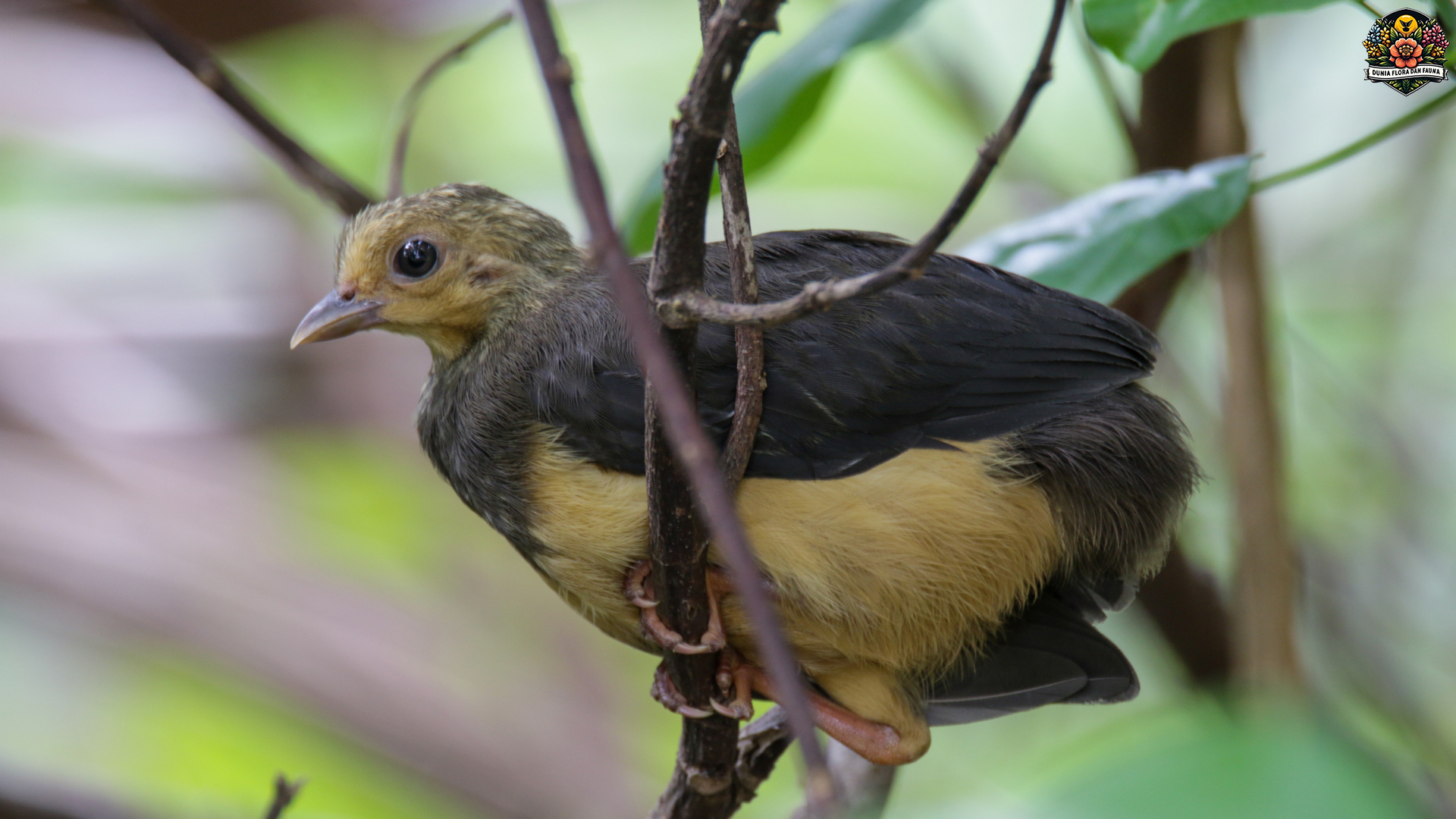 Eksplorasi Habitat Burung Maleo Senkawor di Alam Liar Indonesia