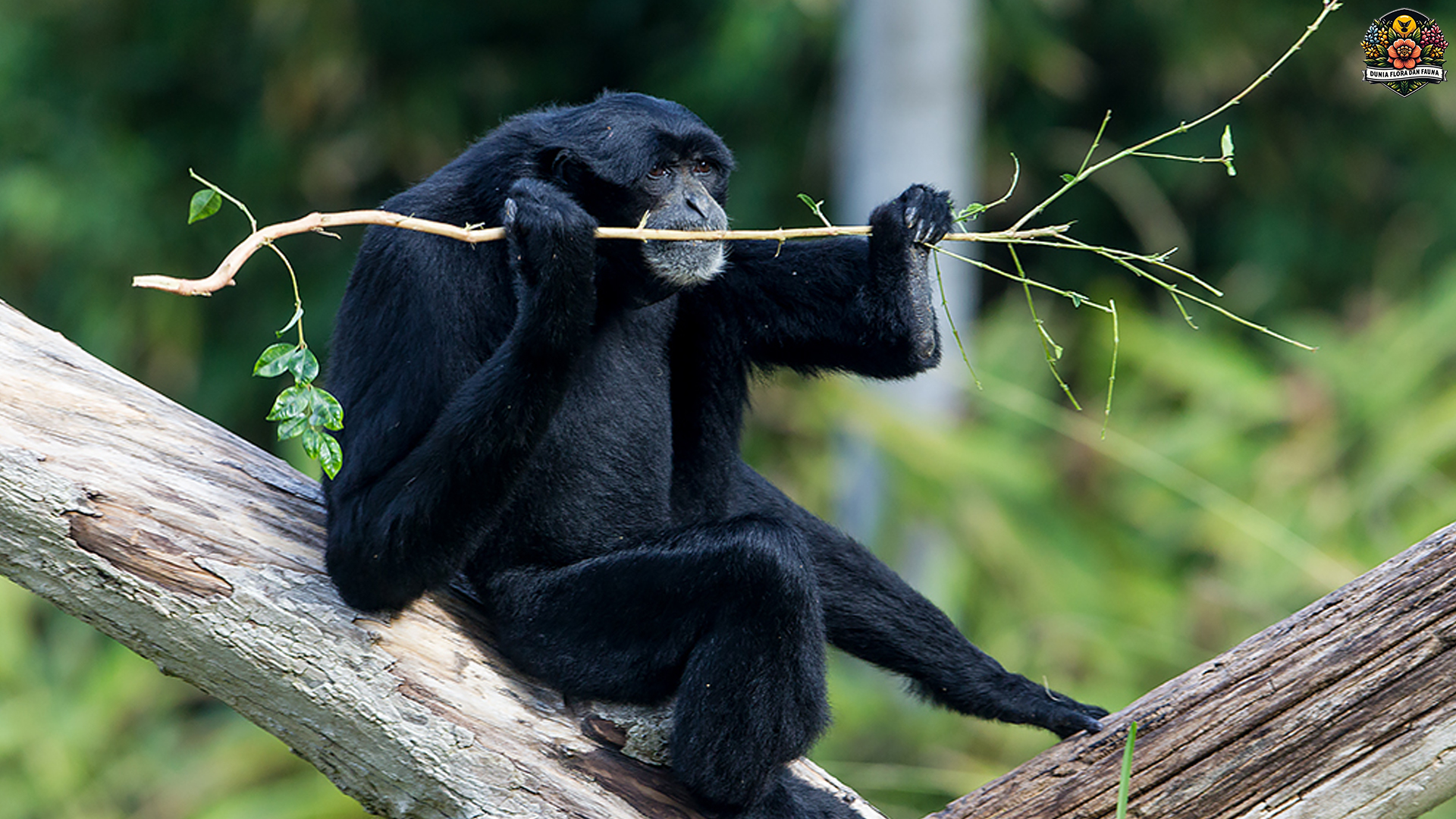 Keajaiban Alam: Menyelami Kehidupan Siamang di Sumatera