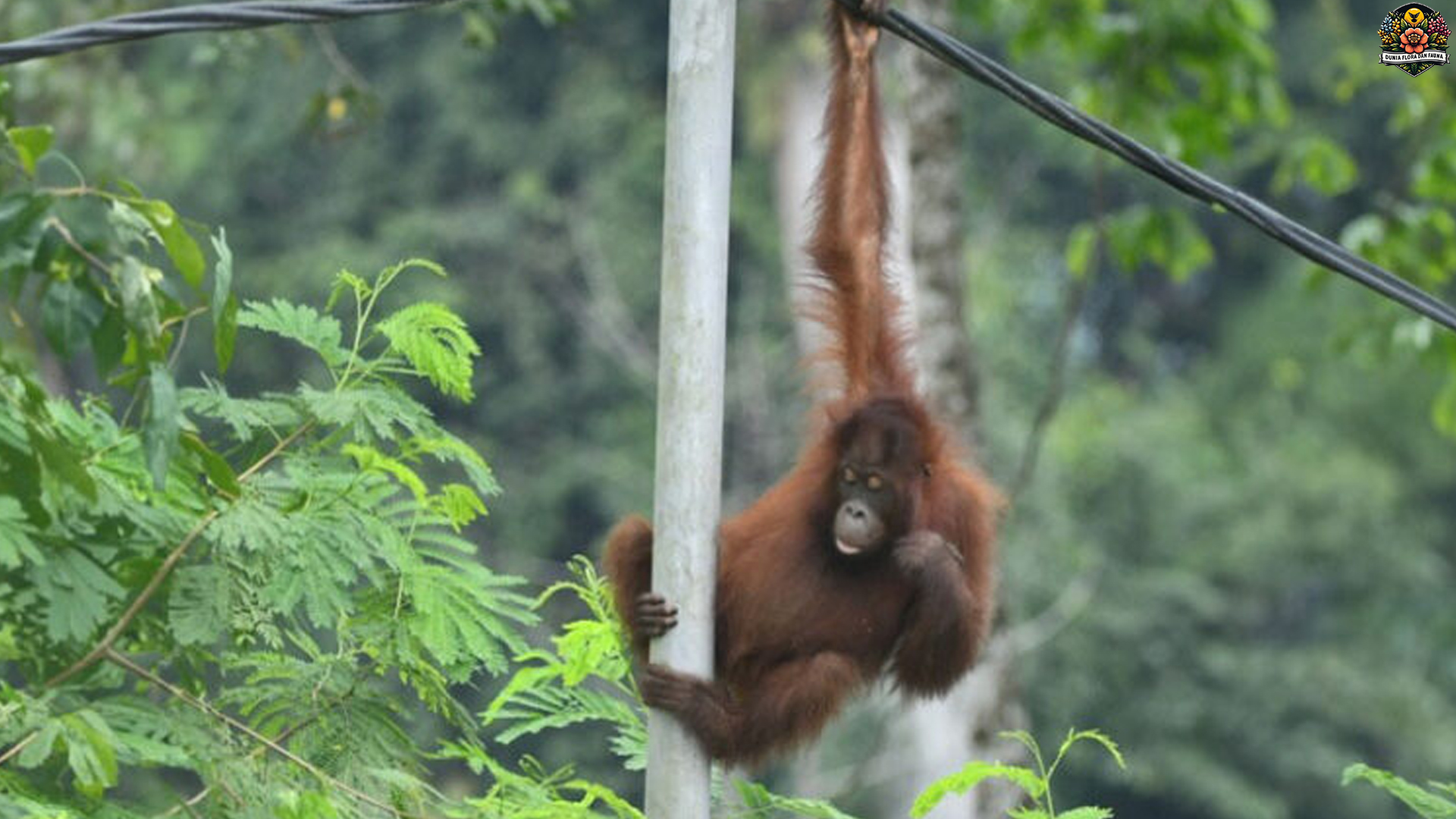 Orangutan Kalimantan: Raja Hutan yang Kehilangan Rumahnya