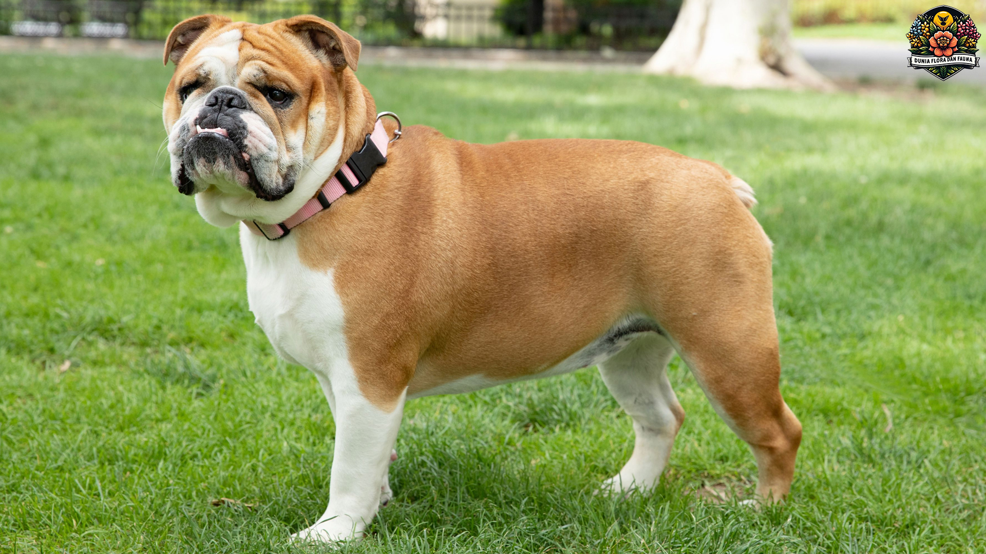 Buldog: Anjing Lucu dengan Sifat Periang dan Lincah