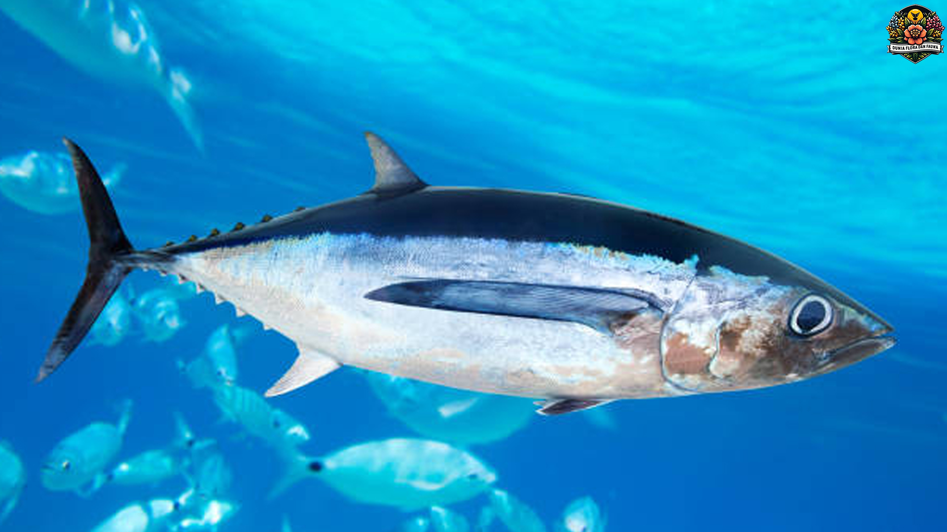 Ikan Albakora: Predators Laut dengan Kemampuan Luar Biasa