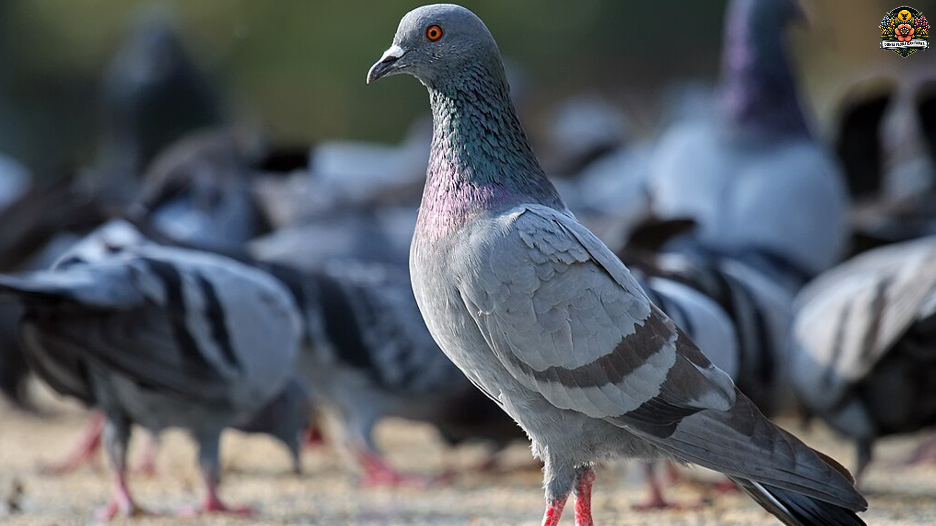 Karakteristik dan Habitat Burung Merpati Keluarga Columbidae