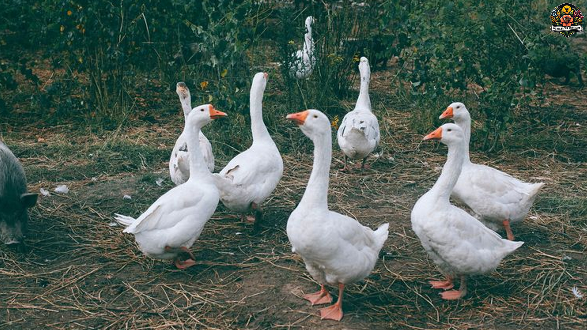 Keunikan Angsa: Burung Elegan dan Cerdas di Alam Liar