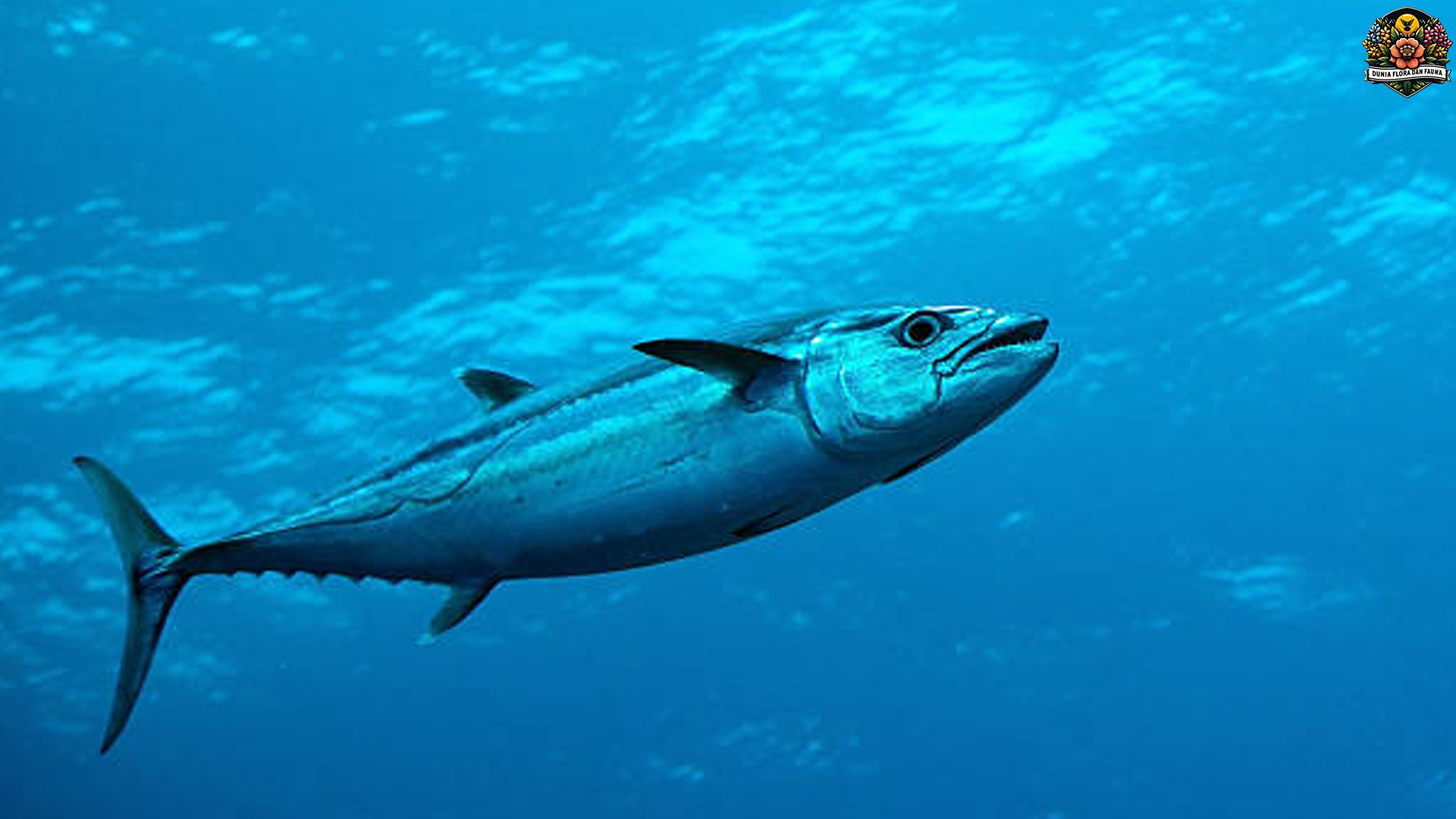 Ikan Albakora: Predators Laut dengan Kemampuan Luar Biasa