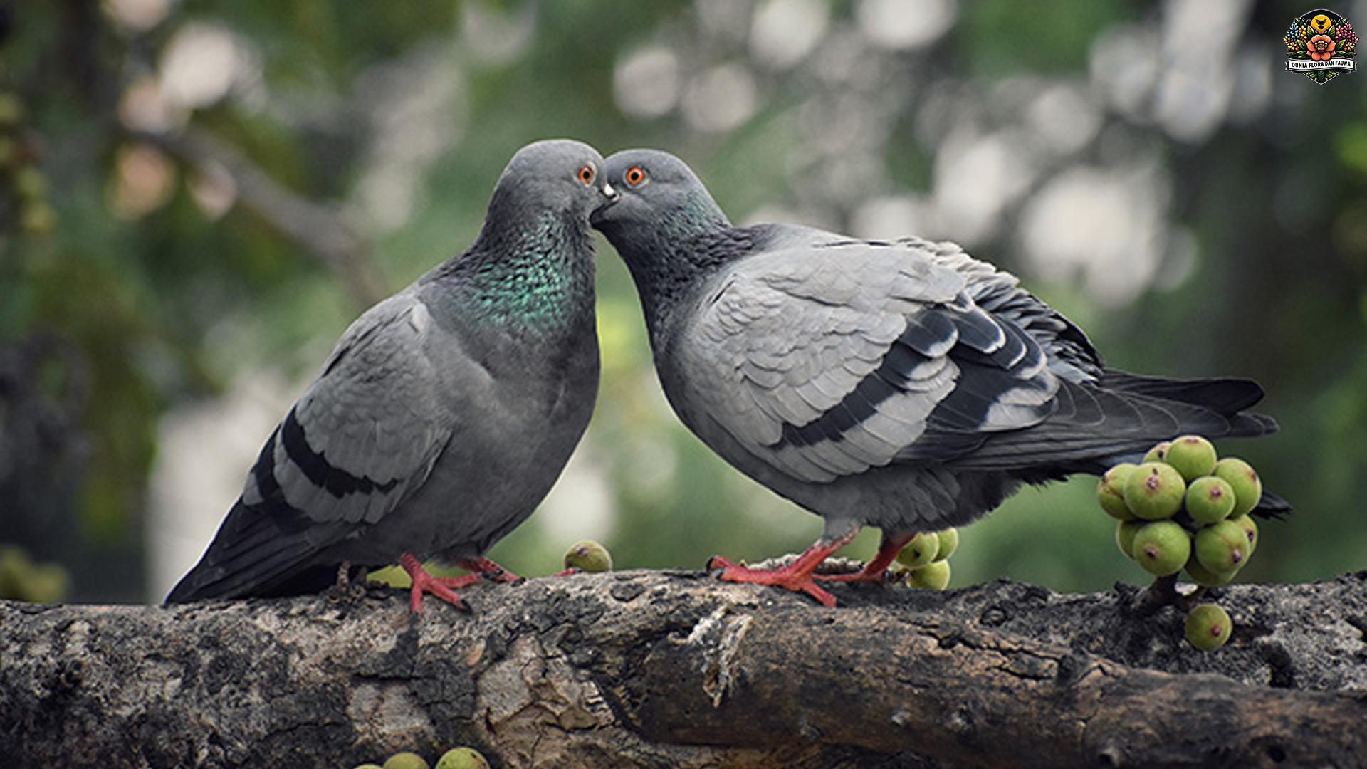 Karakteristik dan Habitat Burung Merpati Keluarga Columbidae