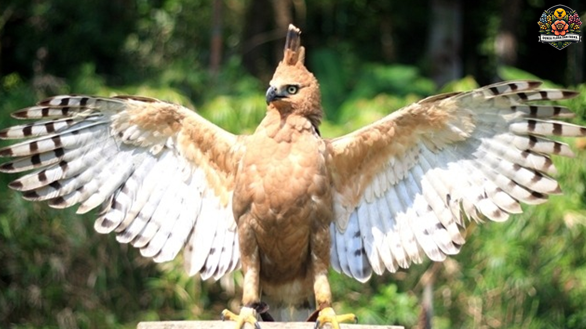 Burung Elang Jawa: Pelestarian dan Ancaman yang Mengintai