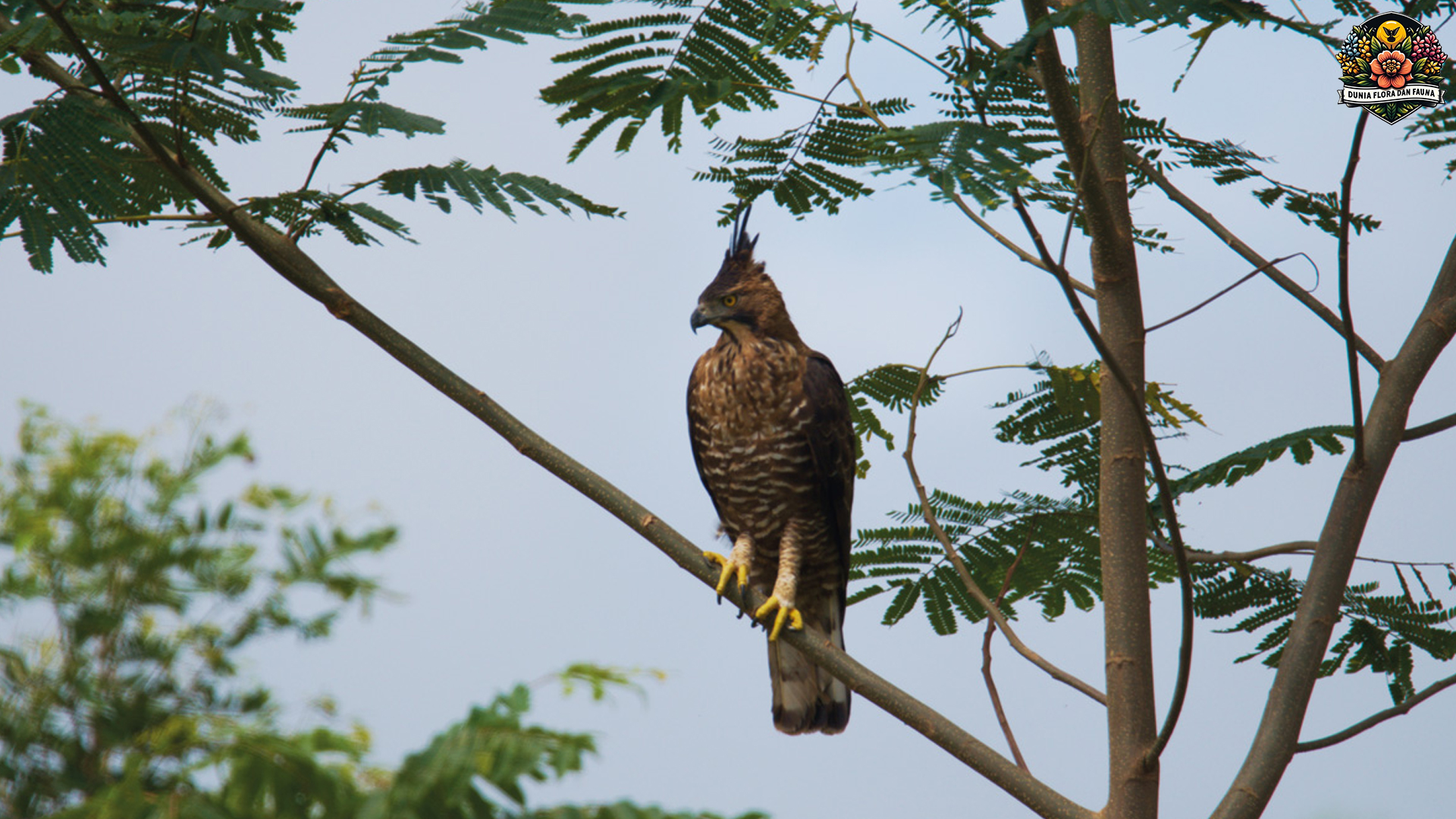 Burung Elang Jawa: Pelestarian dan Ancaman yang Mengintai