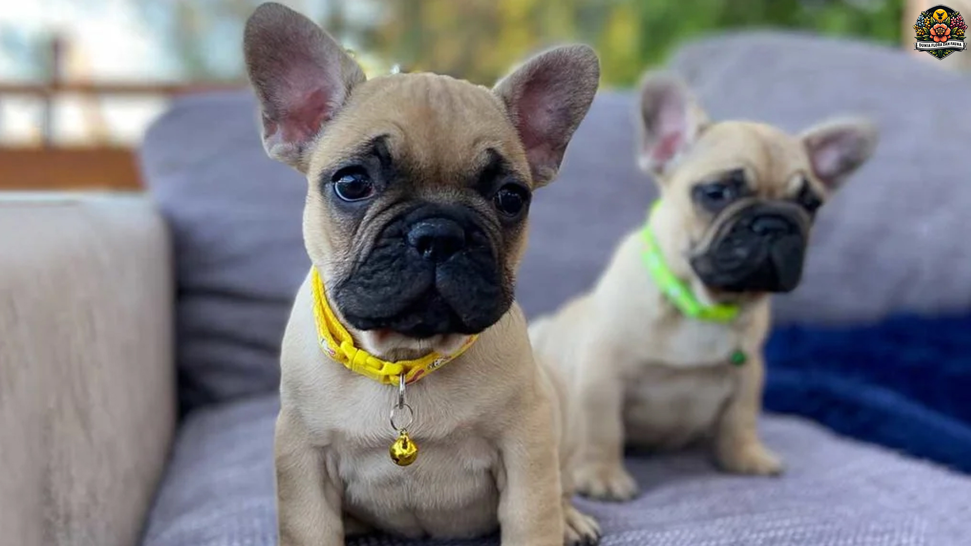Bulldog Prancis: Sahabat Setia yang Cocok untuk Semua Orang