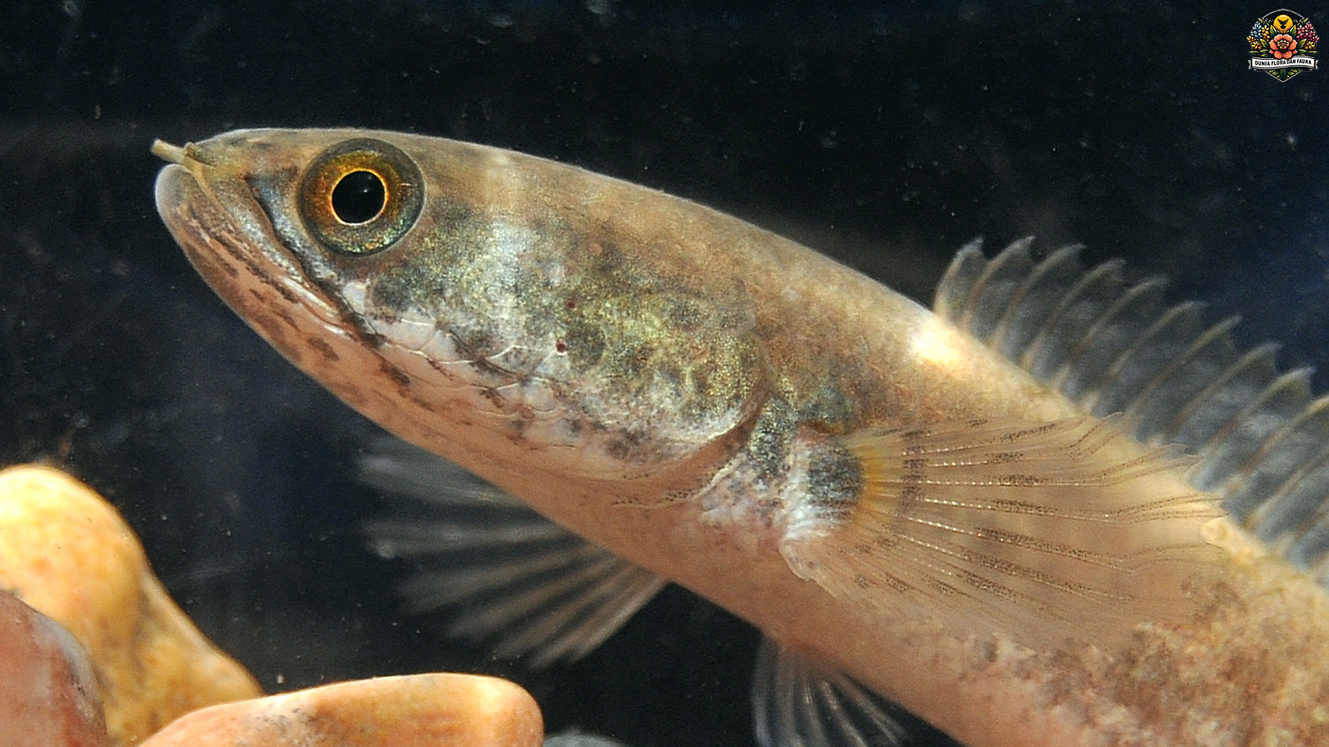 Ikan Bogo: Spesies yang Perlu Dilestarikan di Lautan Indonesia