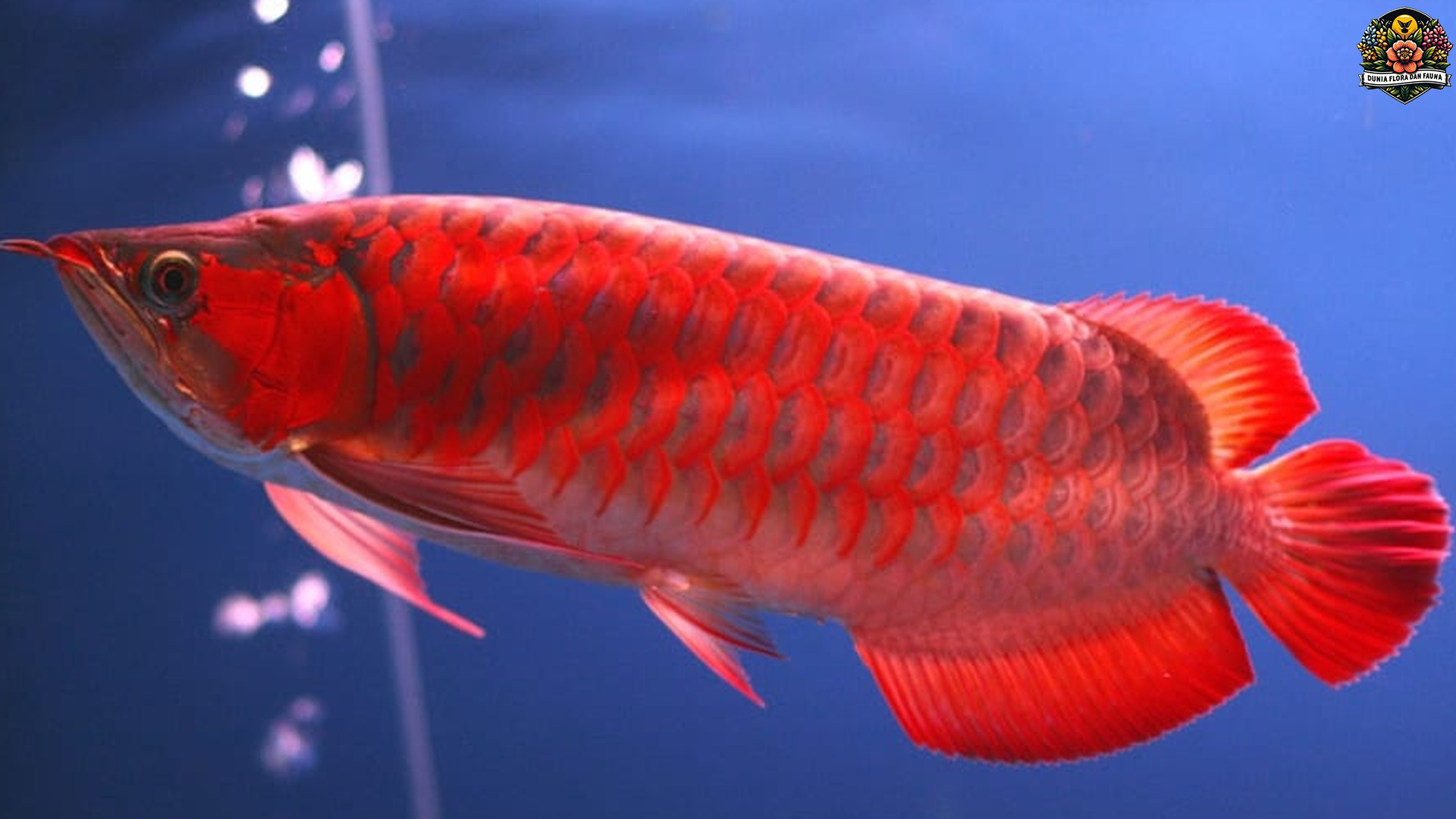 Arwana Asia: Ikan Purba yang Bertahan di Zaman Modern