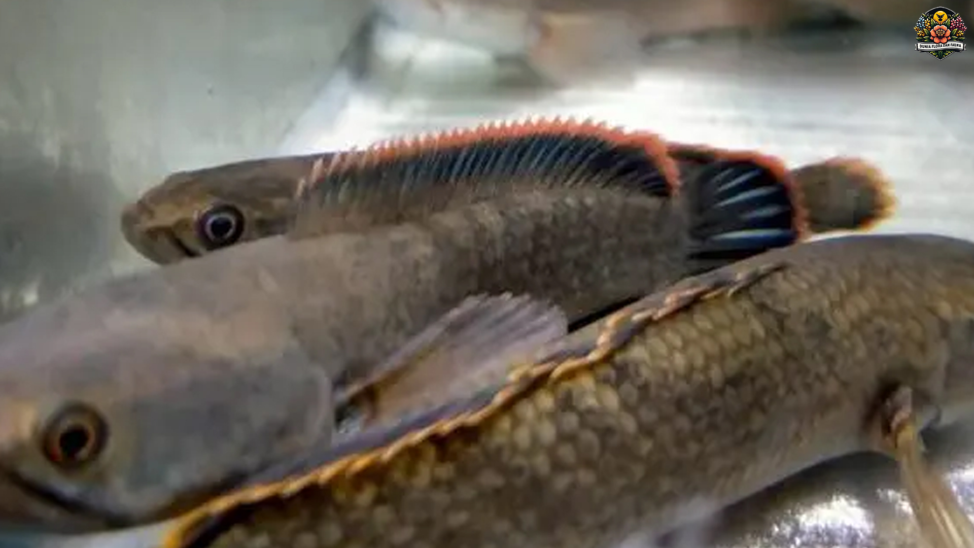 Ikan Bogo: Spesies yang Perlu Dilestarikan di Lautan Indonesia