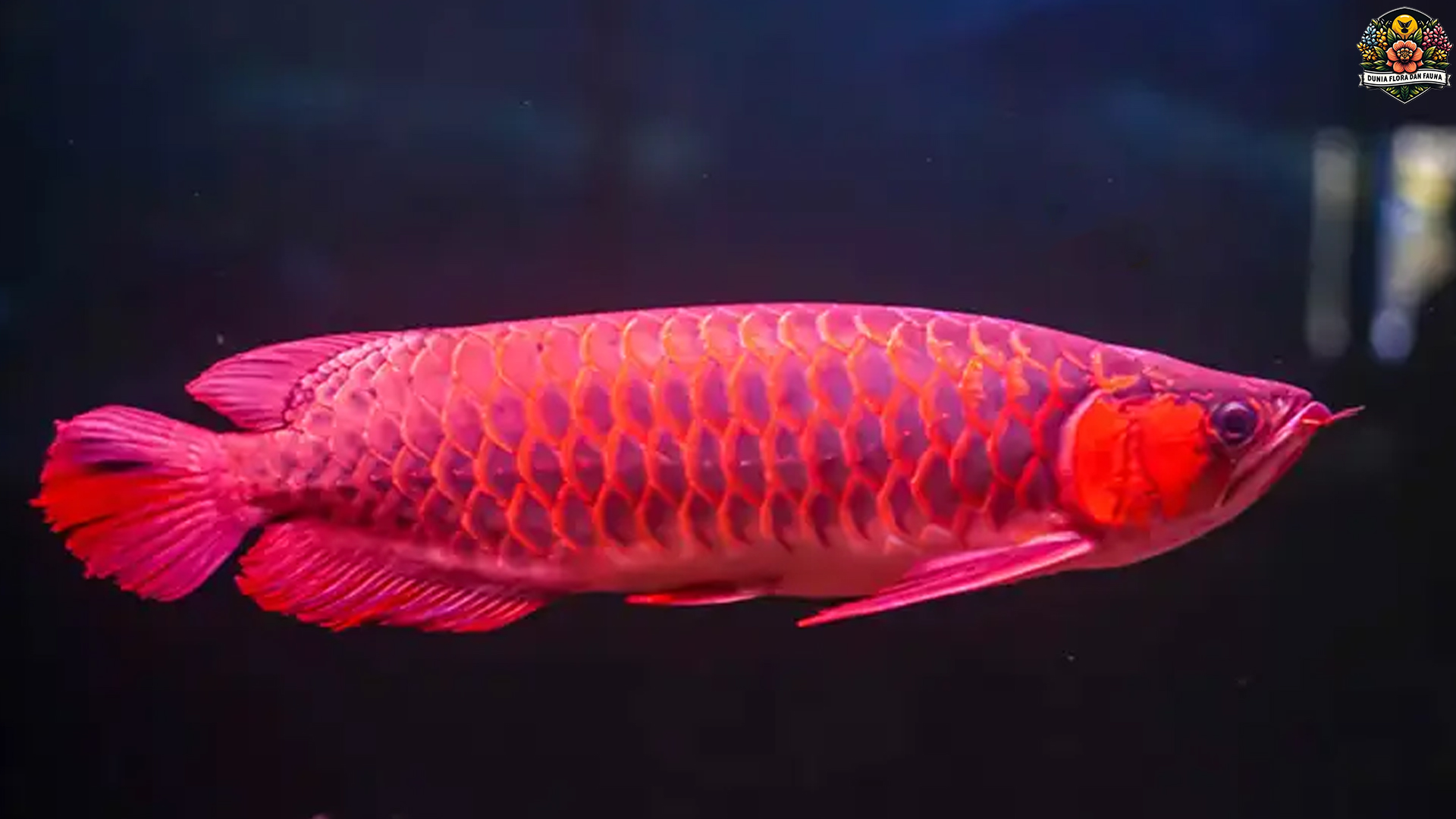 Arwana Asia: Ikan Purba yang Bertahan di Zaman Modern