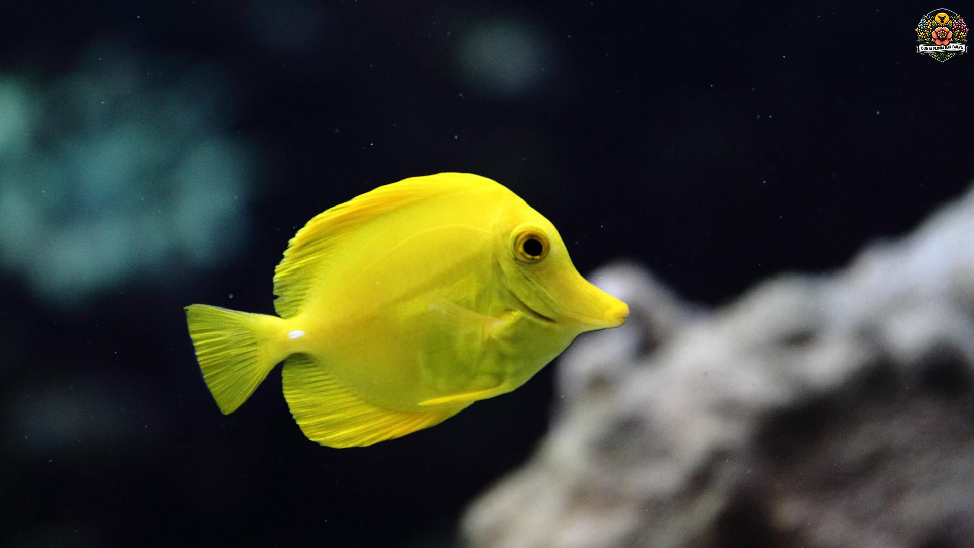 Keunikan Ikan Yellow Tang: Si Emas yang Memukau Penghuni Laut
