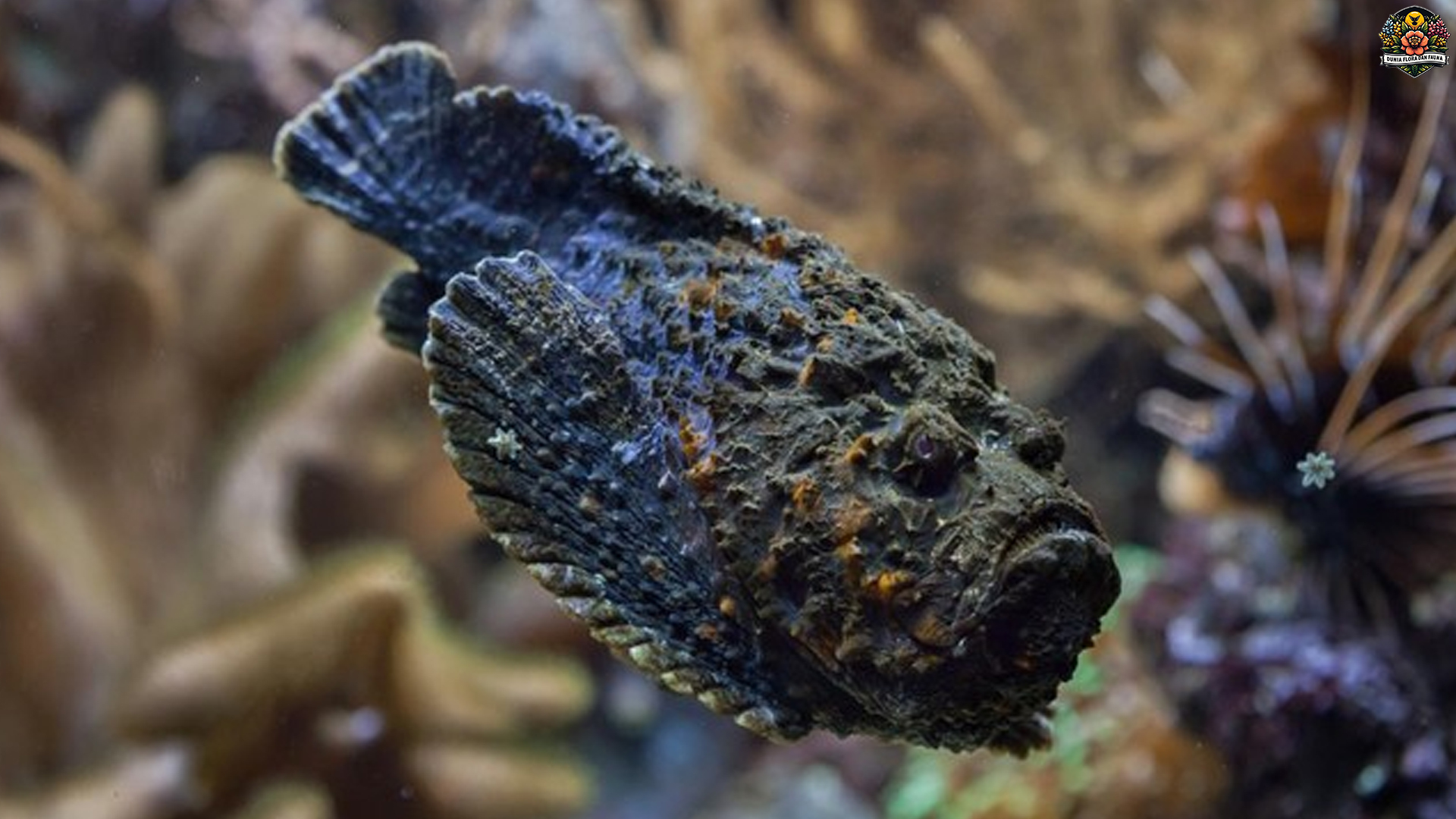 Ikan Stonefish: Pemangsa Laut yang Menyamar dengan Cerdik