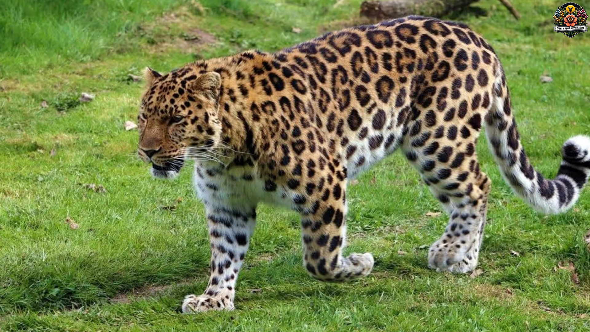 Macan Tutul Amur: Predator Misterius yang Hidup di Hutan Salju