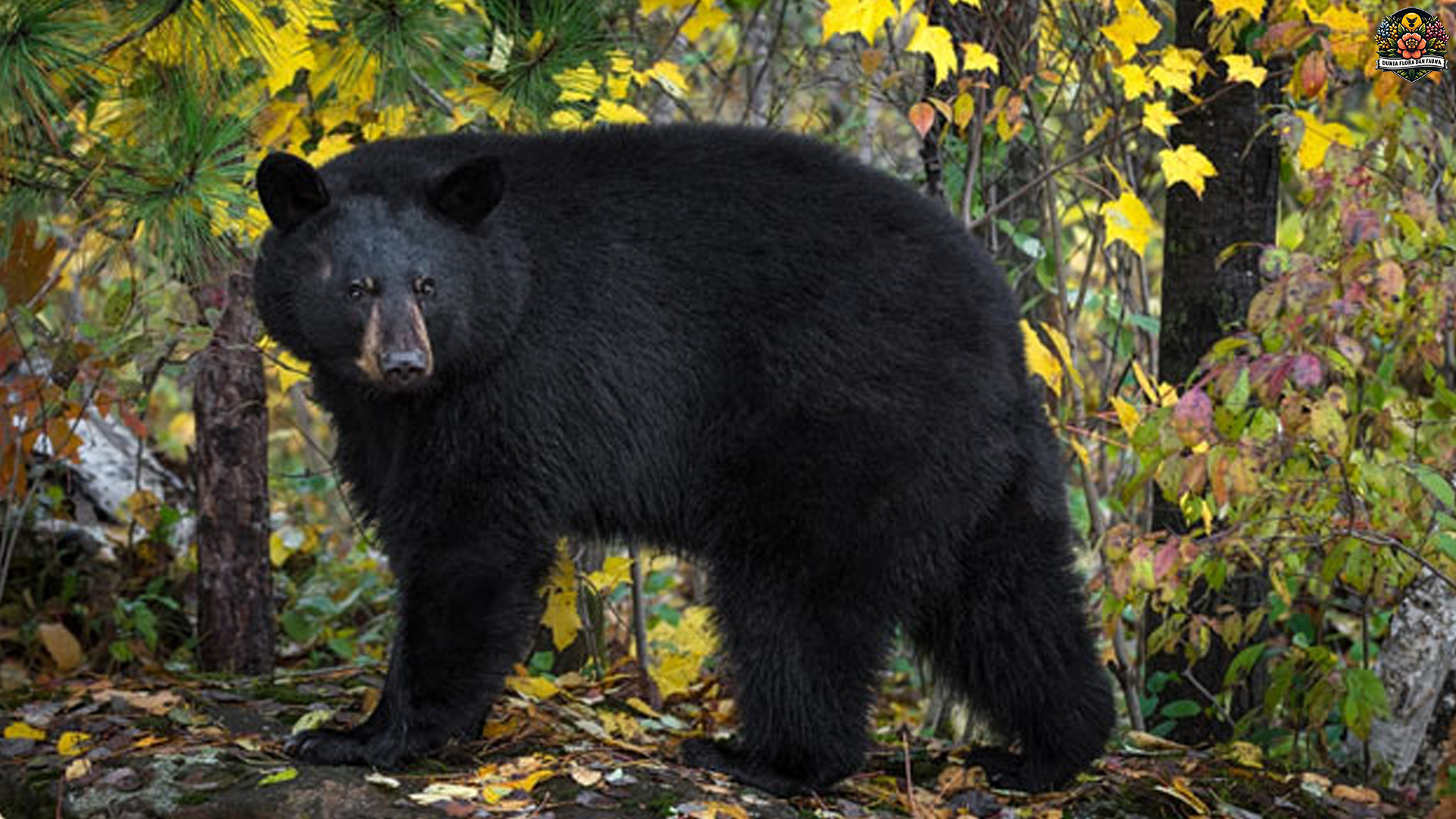 Mengungkap Fakta Menarik tentang Beruang Hitam Amerika