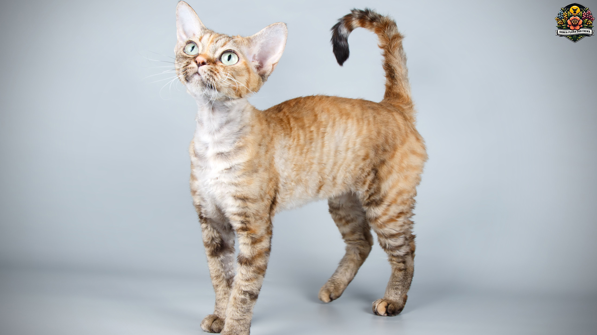 Kucing Devon Rex: Teman Sejati dengan Kepribadian Menarik