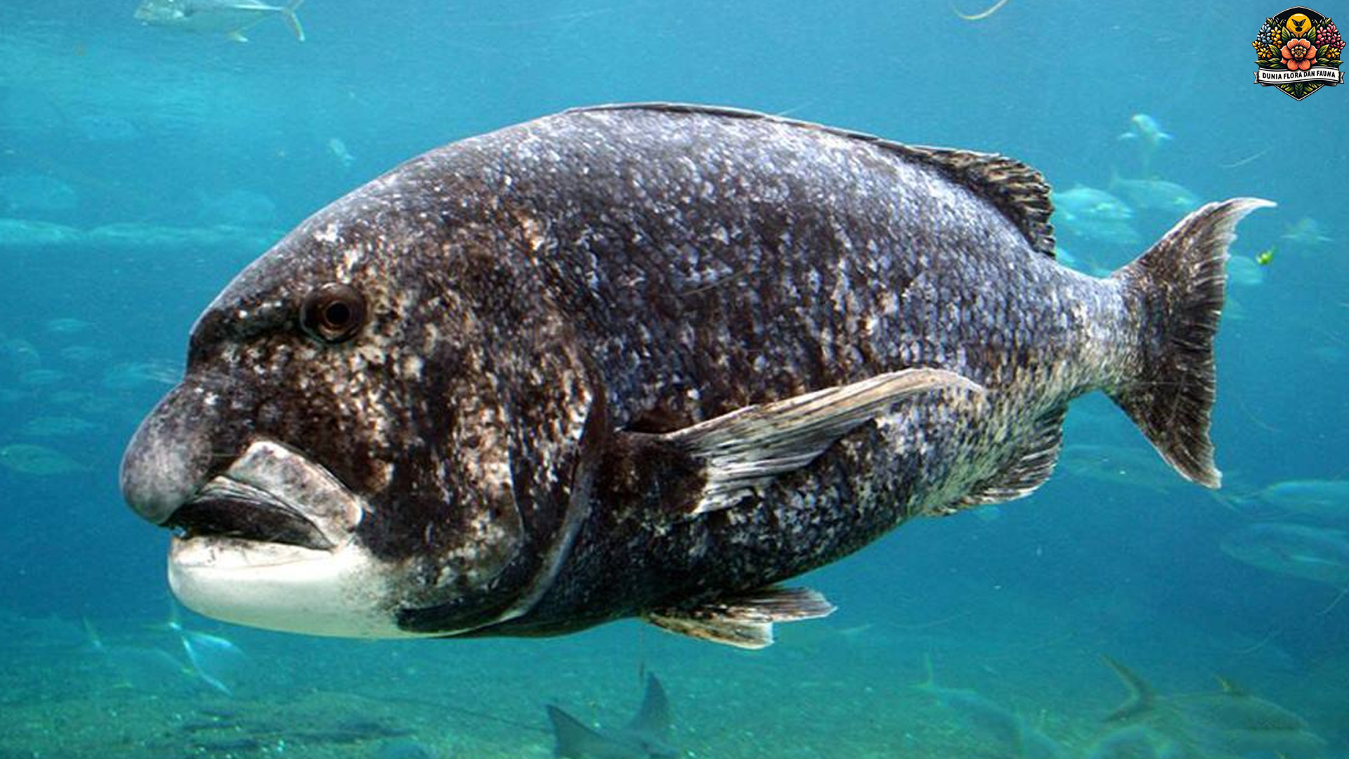 Mengenal Black Musselcracker: Pemangsa Kerang Laut Tangguh