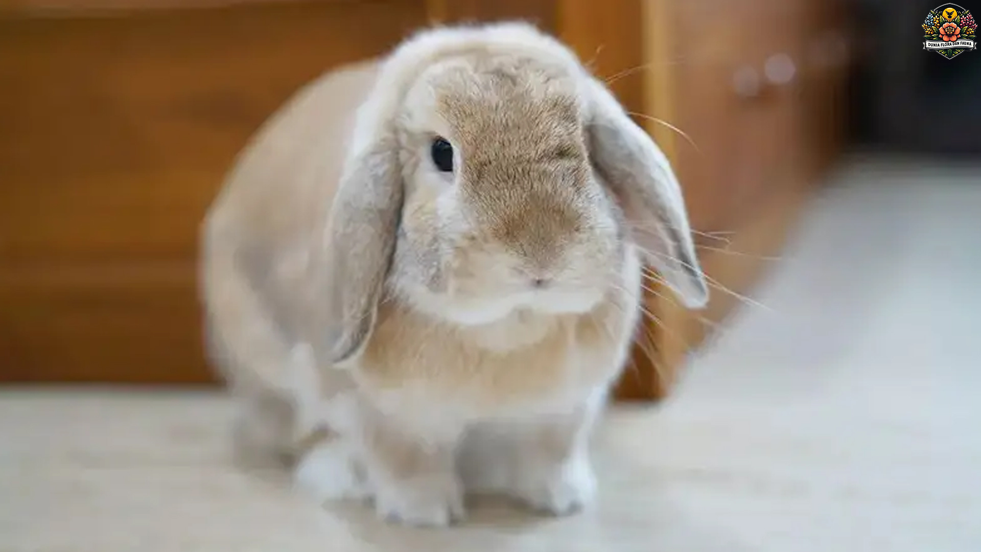 Holland Lop: Kelinci Lucu dengan Telinga Terjuntai yang Menawan