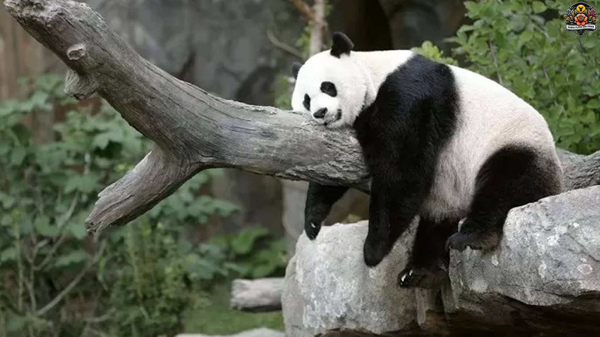 Dari Anak hingga Dewasa: Perjalanan Hidup Panda Raksasa