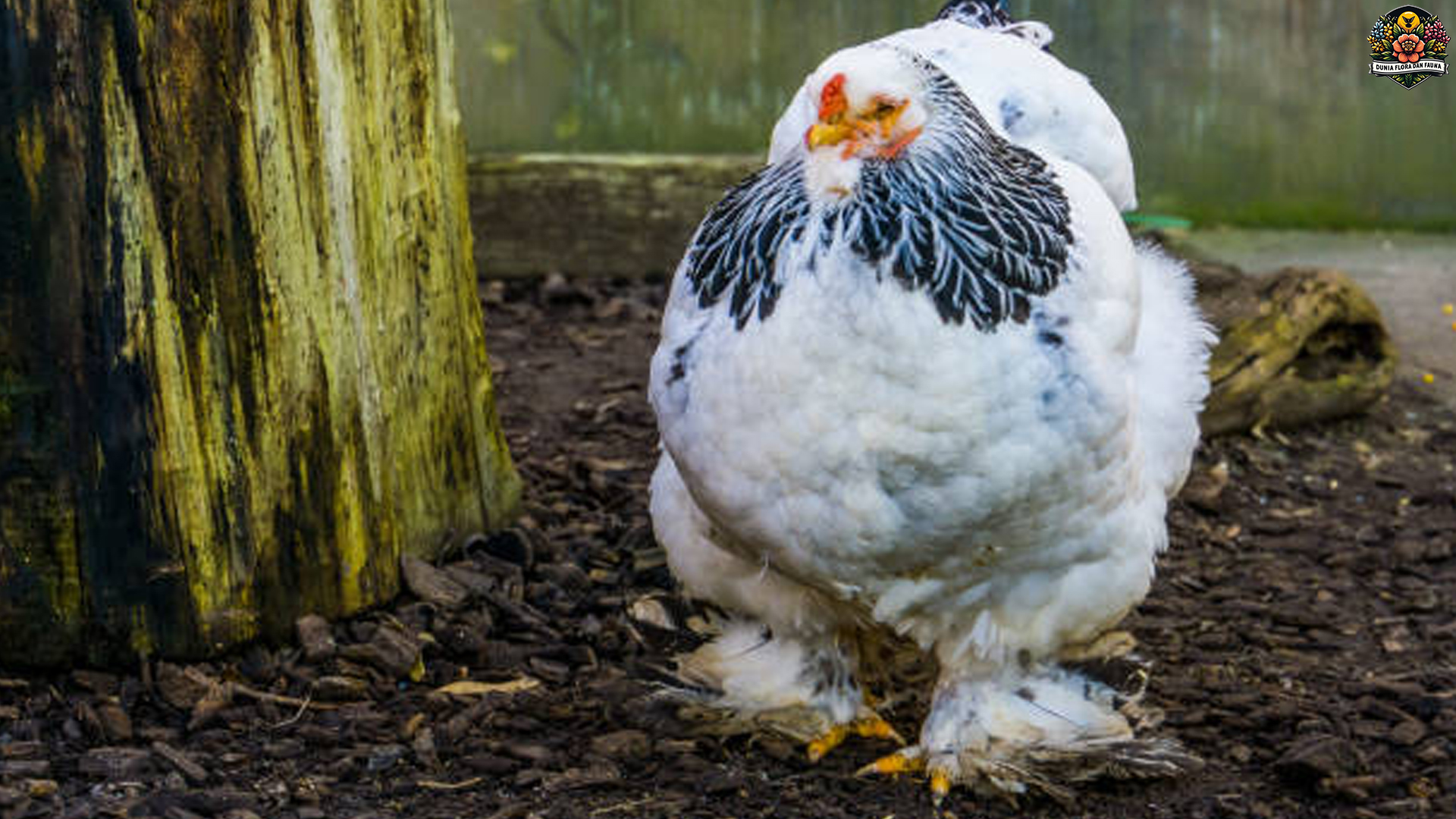 Mengenal Ayam Brahma: Si Ayam Besar dengan Karakter Kuat