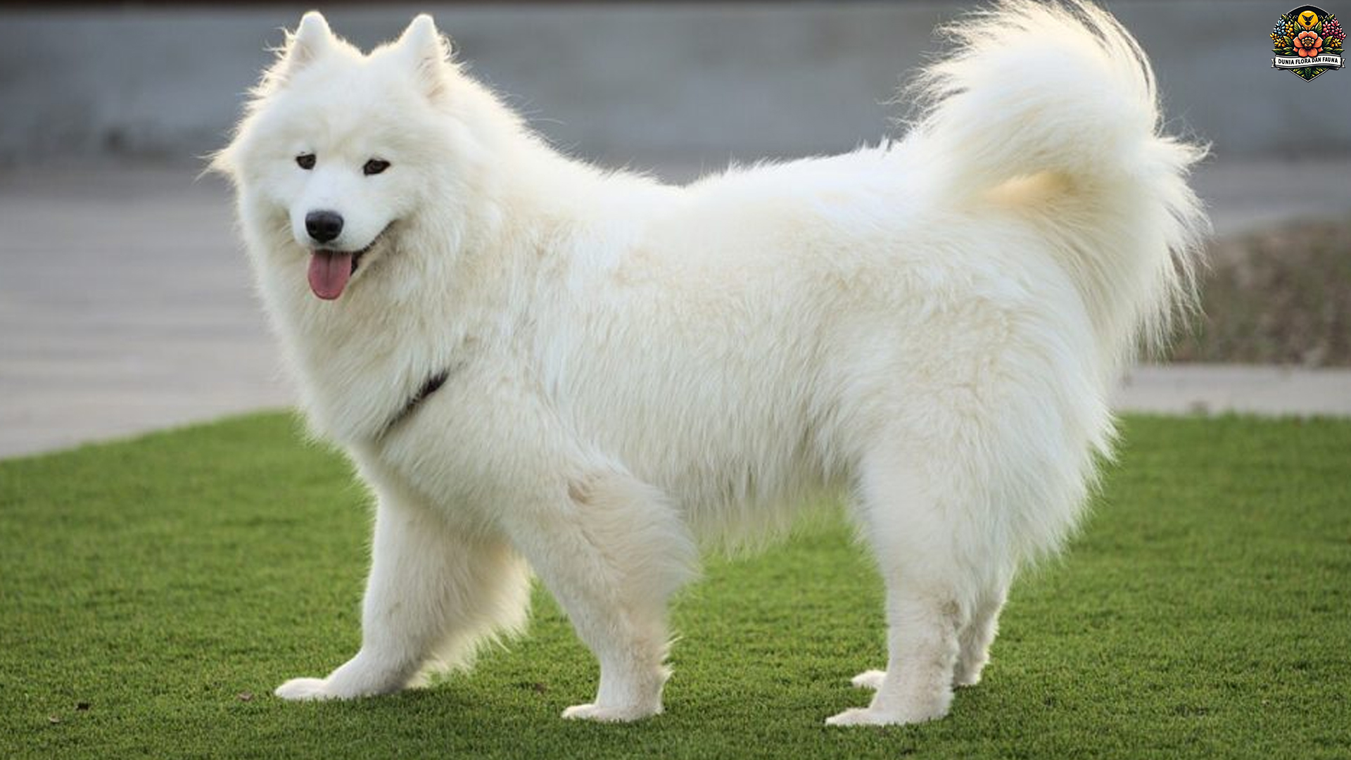 Mengenal Samoyed: Ras Anjing dengan Senyum Menawan