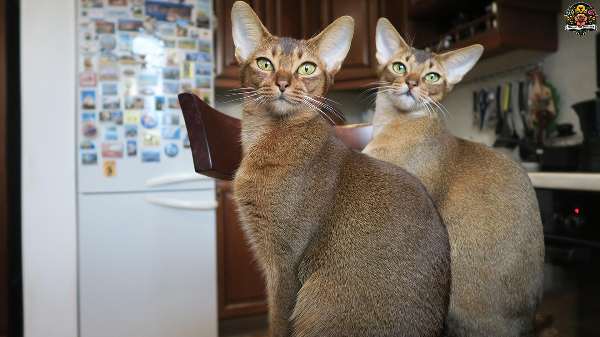 Kucing Abisinia: Keanggunan dan Keceriaan yang Memikat