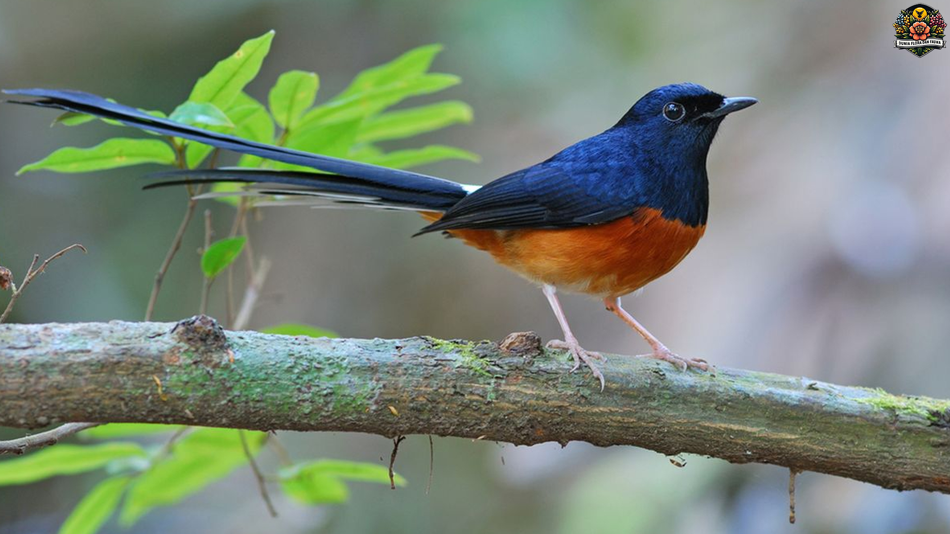 Mengenal Burung Murai Batu: Pesona dan Keunikannya yang Unik