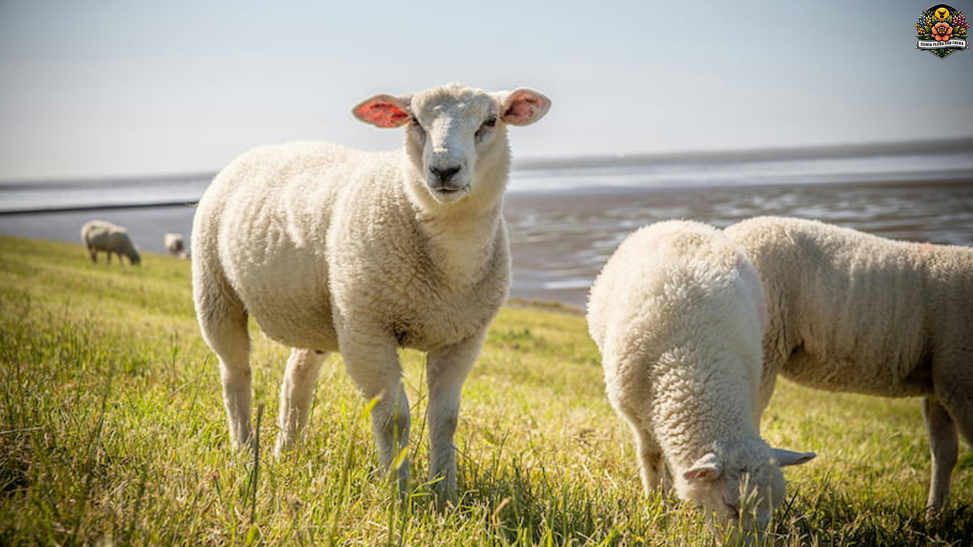 Domba Texel: Ras Unggul dengan Fisik Kuat dan Sehat Ideal