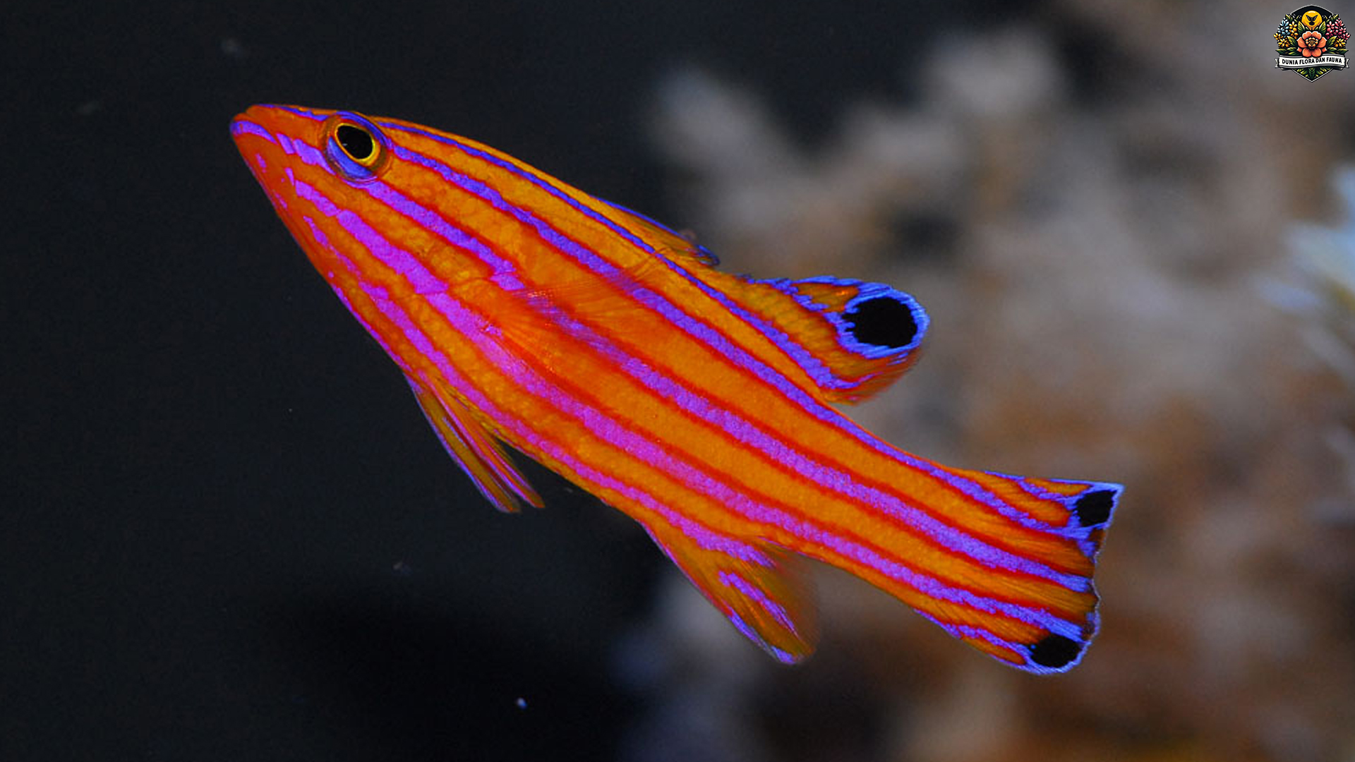 Candy Basslet: Pesona Mini Menawan di Dunia Lautan Indah