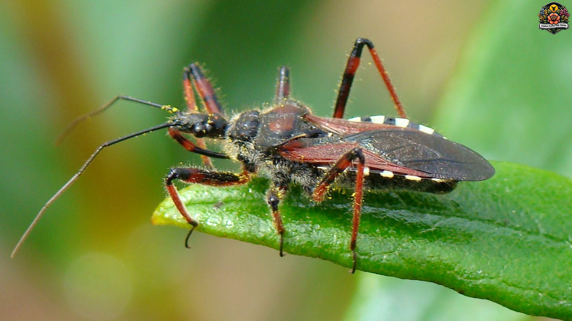 Assassin Bugs: Keahlian Membunuh dalam Dunia Serangga